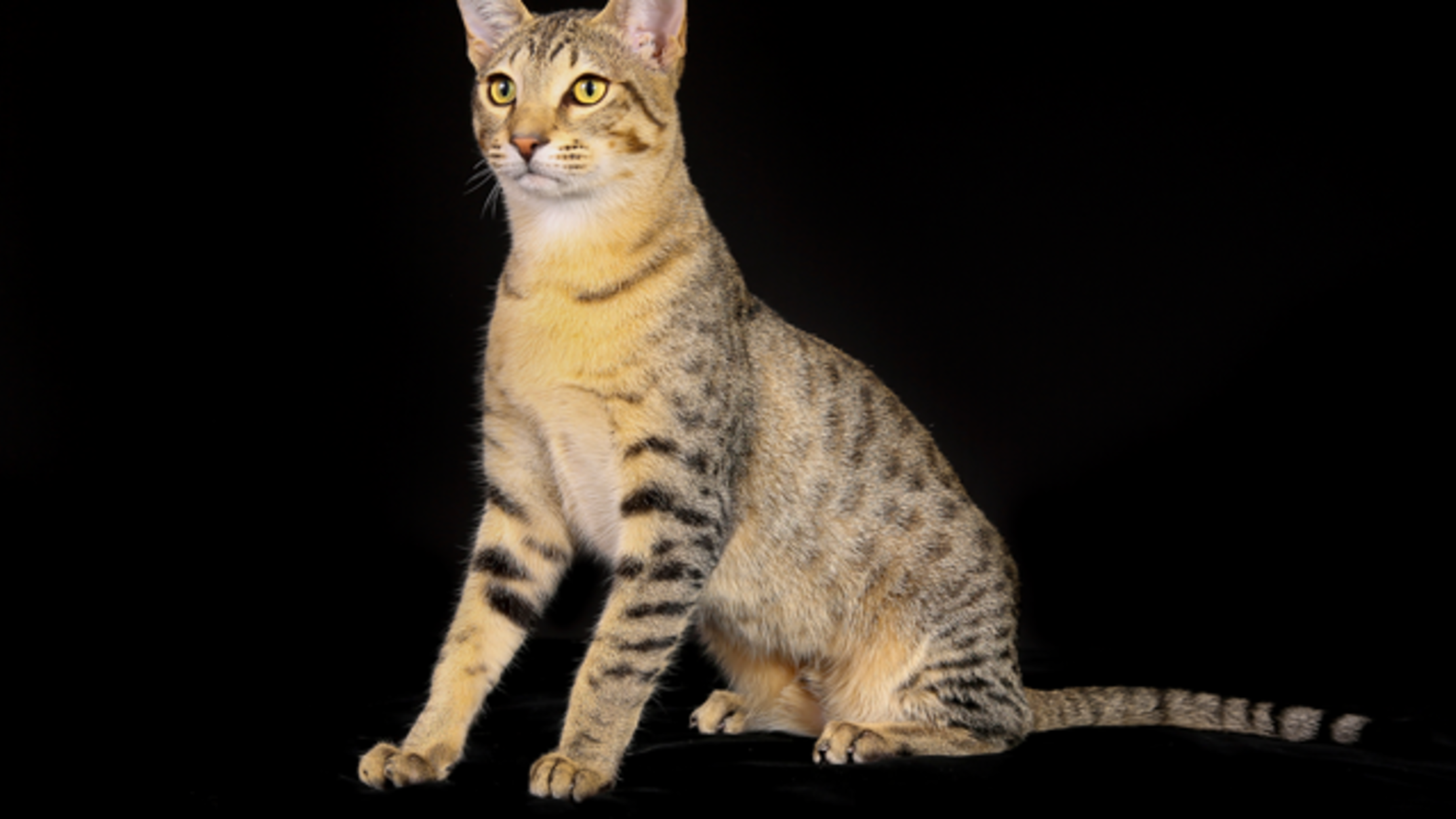 6 Fast Facts About Egyptian Mau Cats 