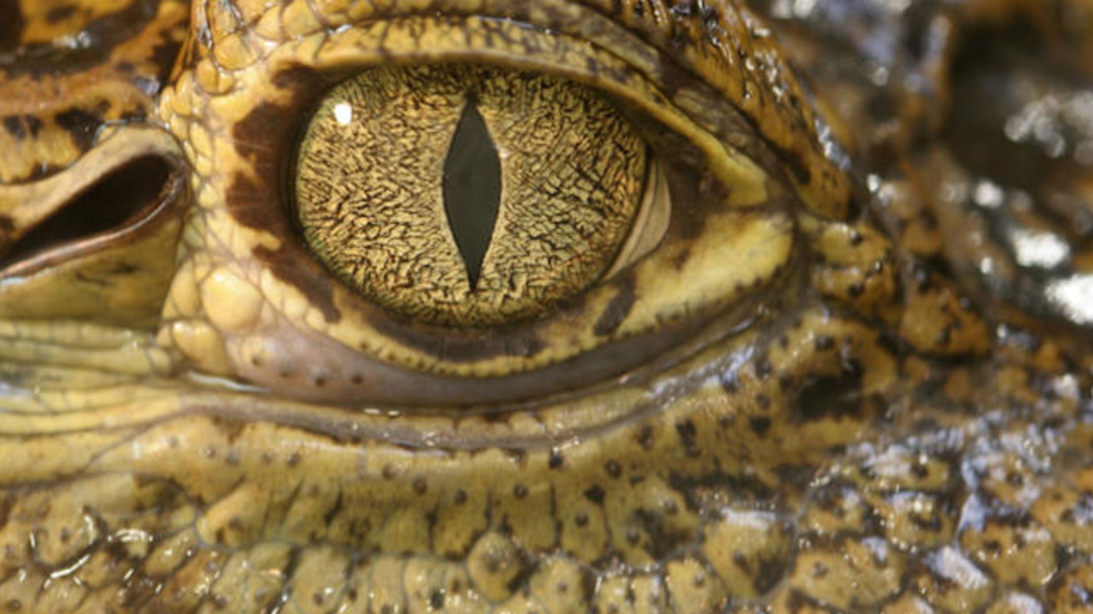 Where Does The Expression Crocodile Tears Come From Mental Floss