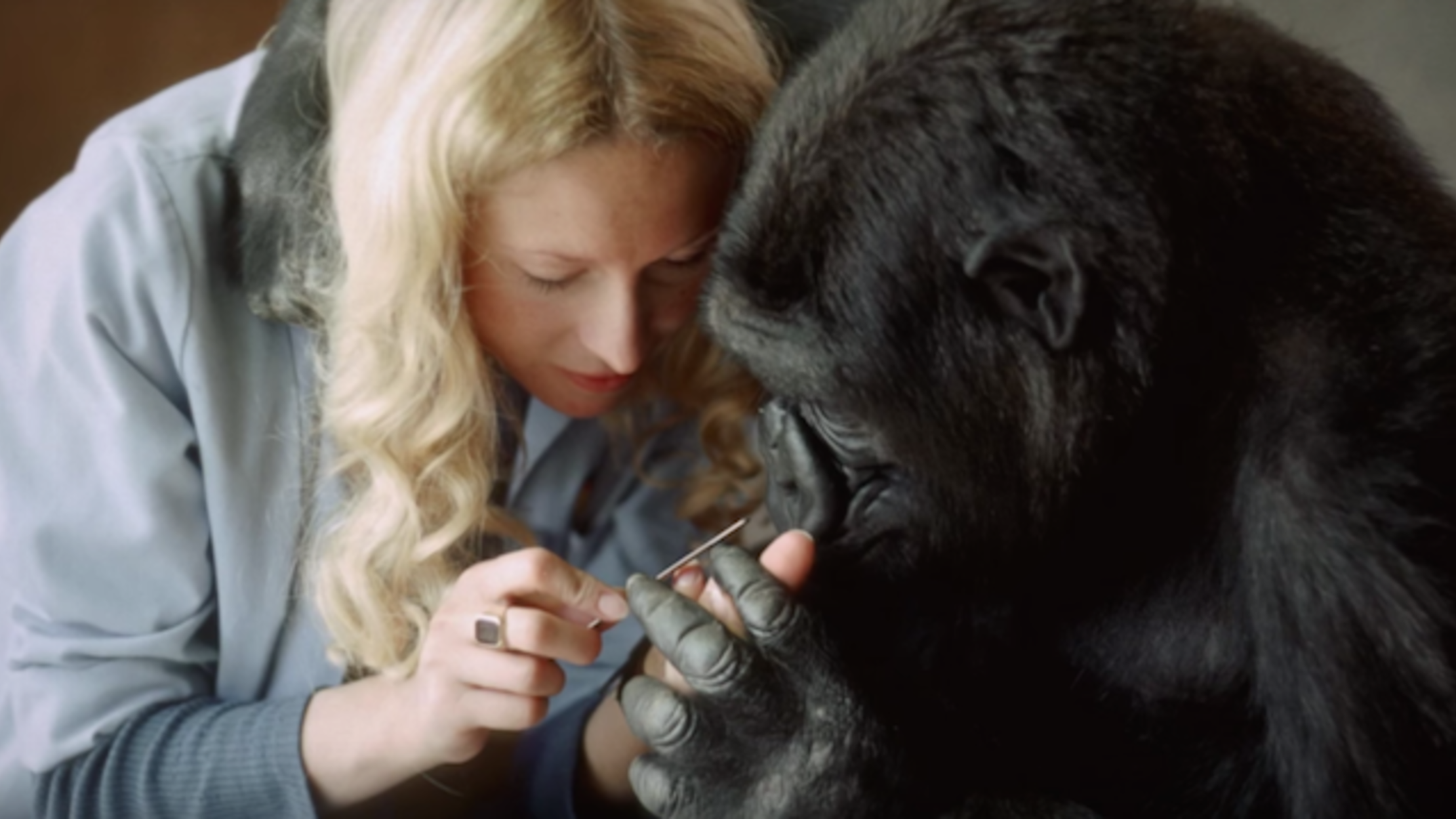 Documentary Focuses on the Life of Koko the Talking Gorilla Mental Floss