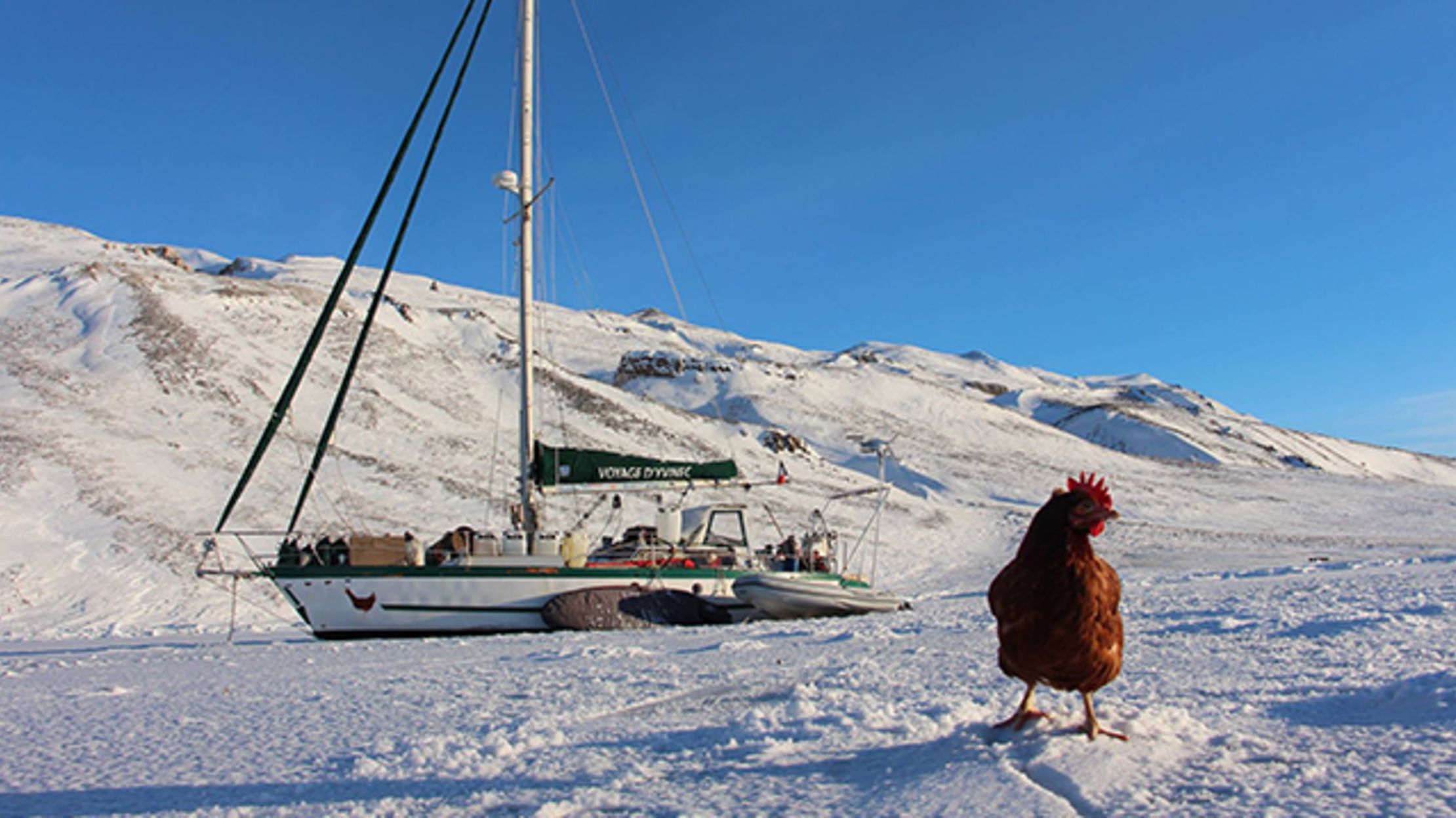 A Man Is Sailing Around the World With His Chicken ...