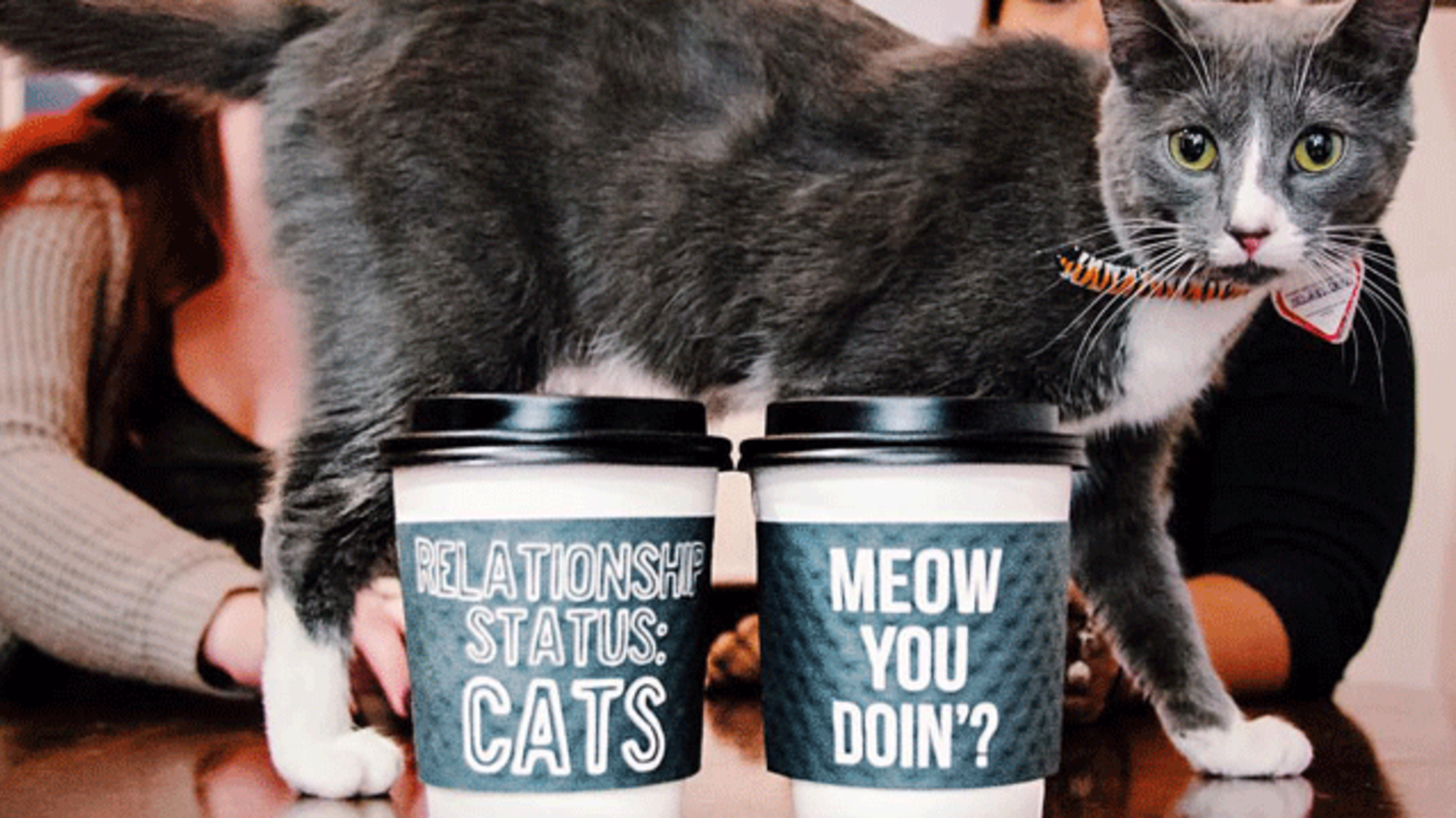 Los Angeles Is Getting Its First Permanent Cat Cafe Mental Floss