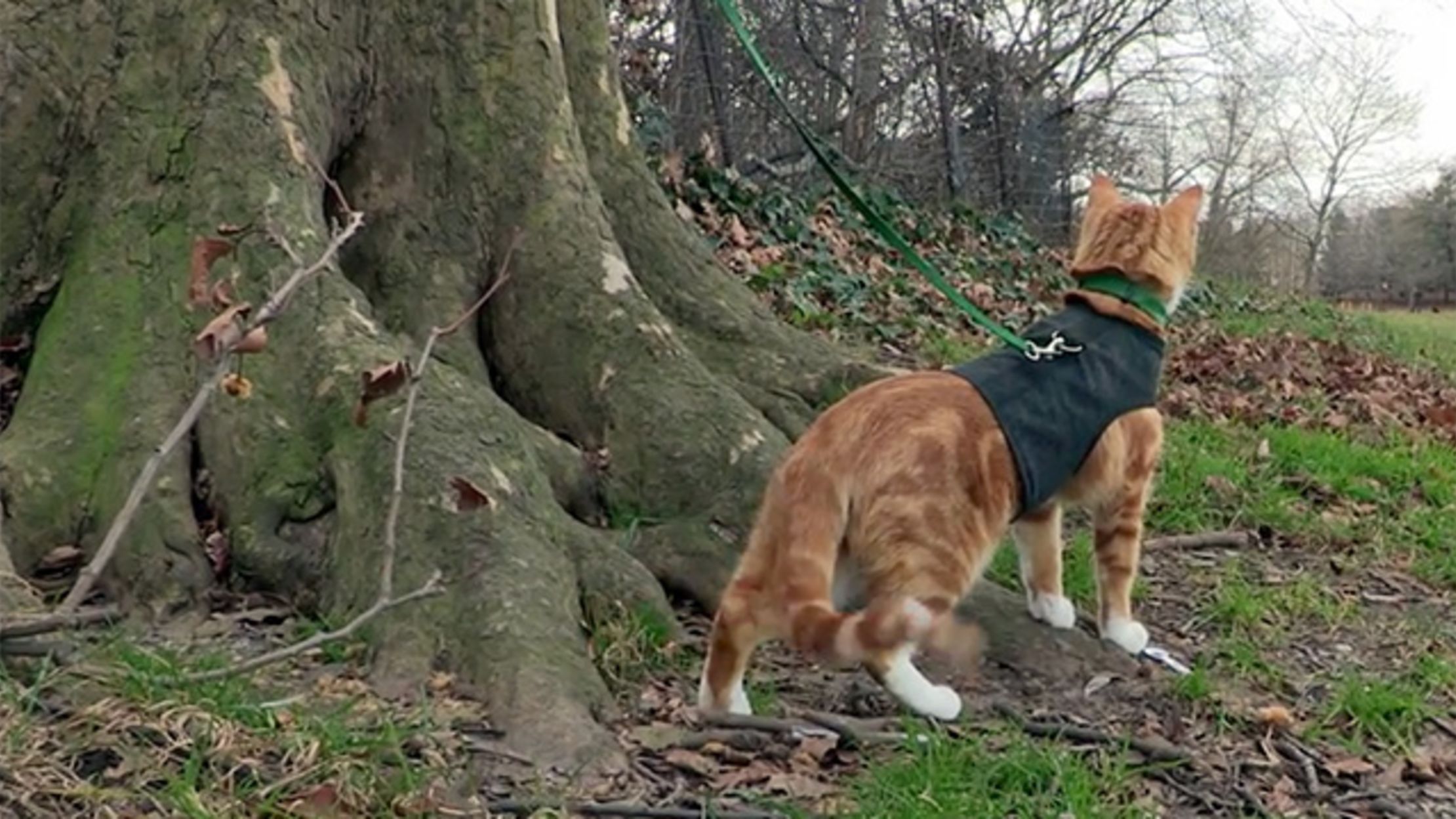 walking cat on leash