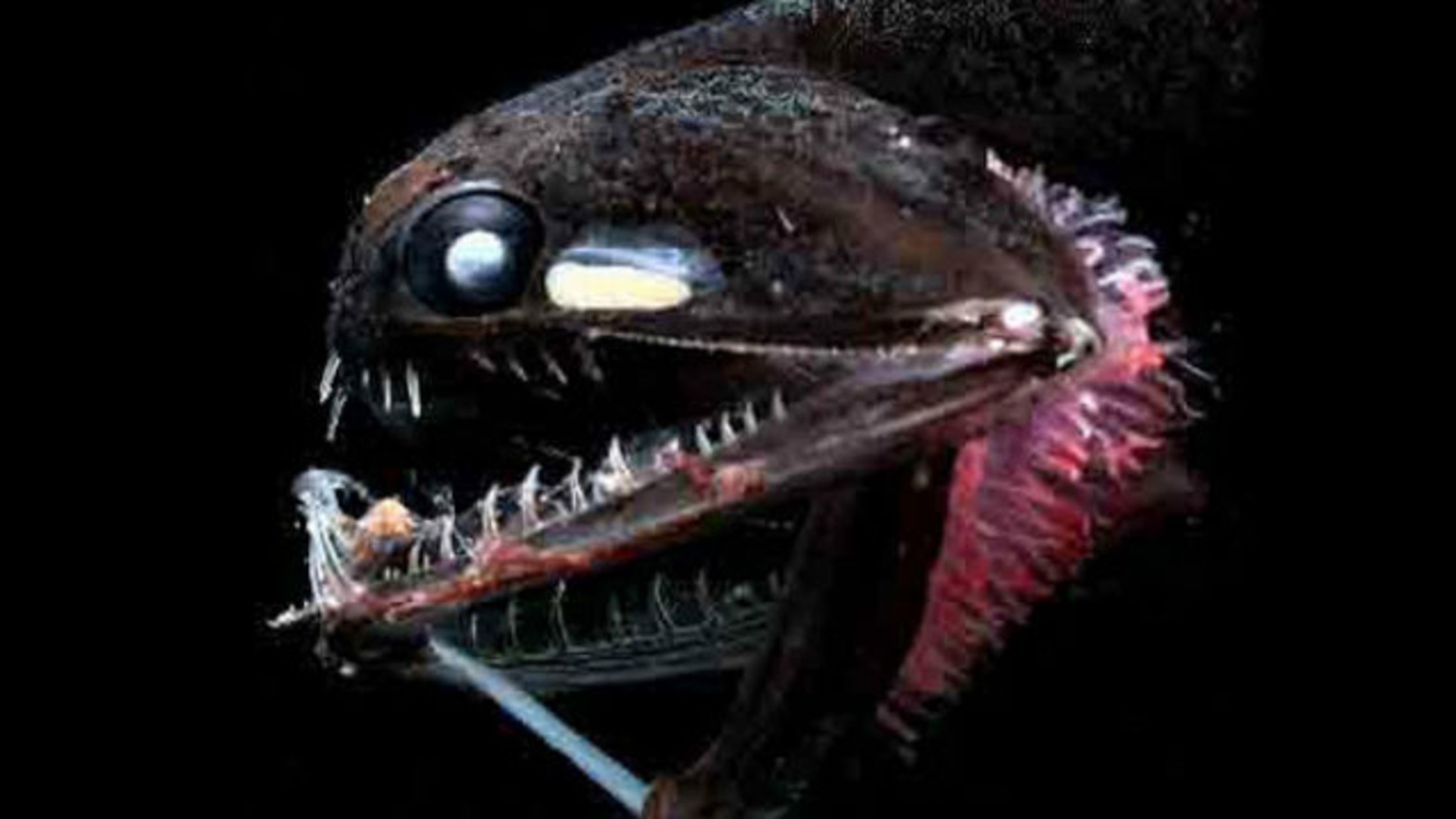 Bioluminescence Evolved in Fish at Least 27 Times, Scientists Say