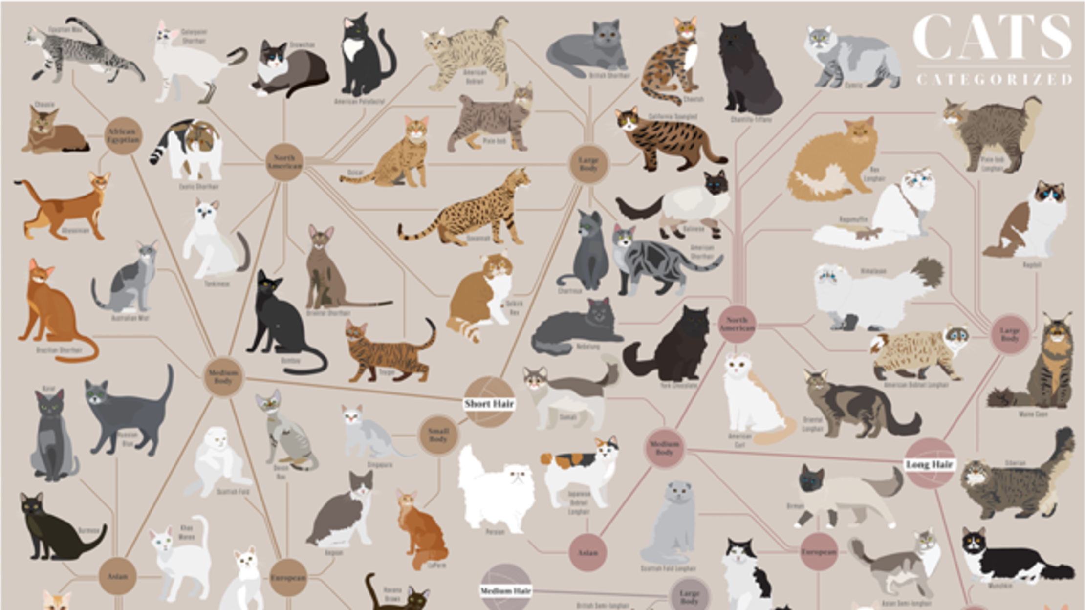 Породы кошек плакат