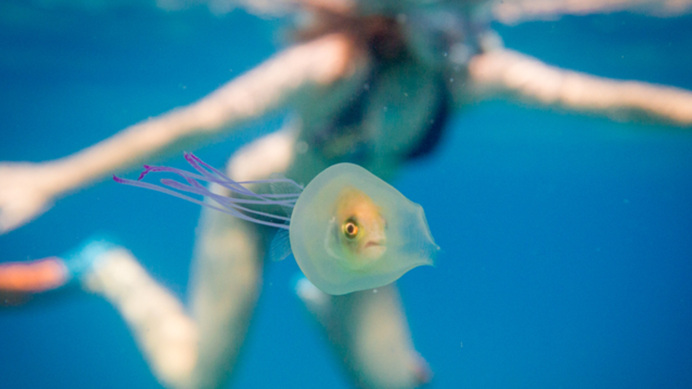 Ocean Photographer Captures Live Fish Stuck Inside a Jellyfish Mental
