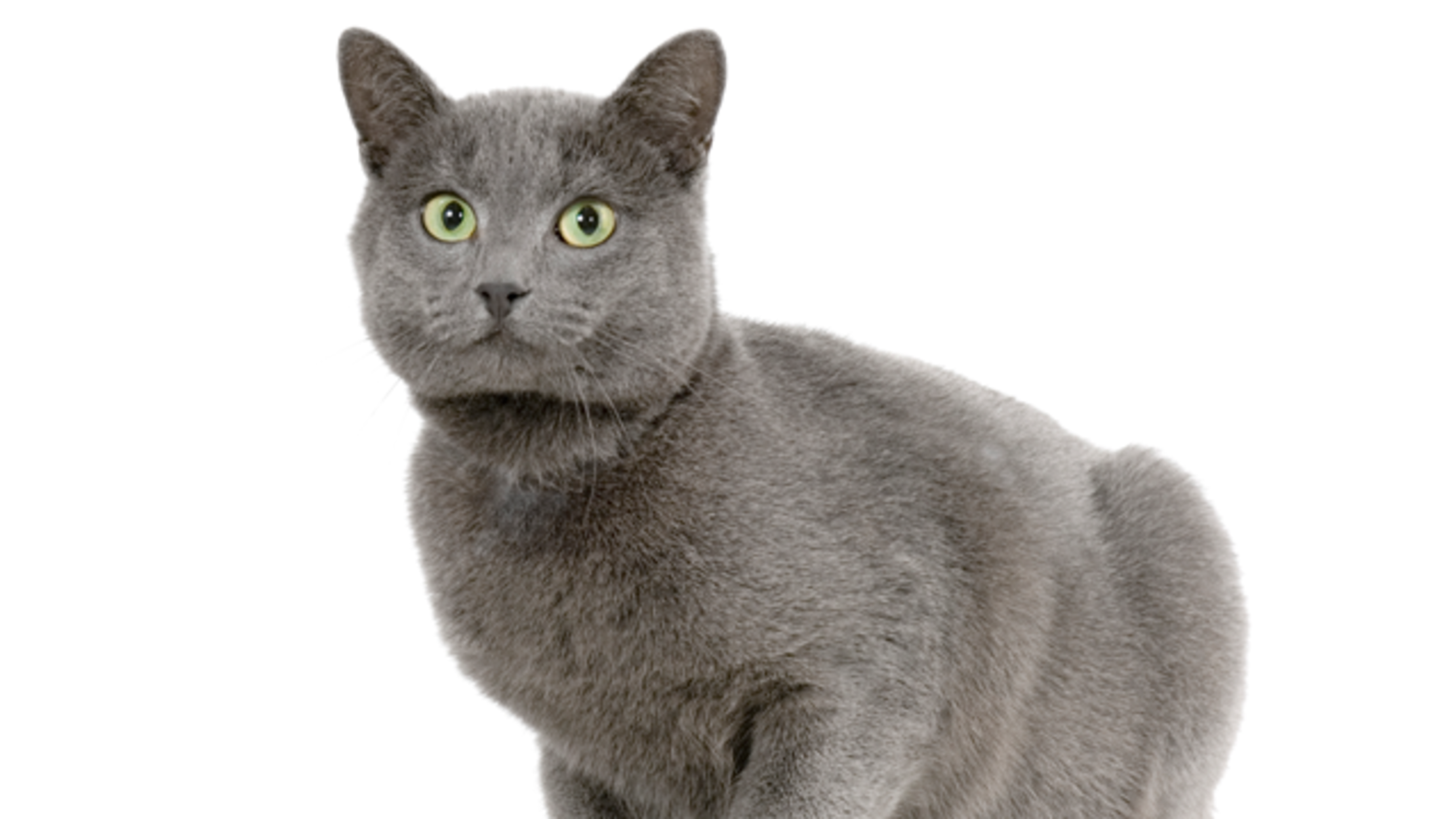 7 Elegant Facts About Chartreux  Cats  Mental Floss