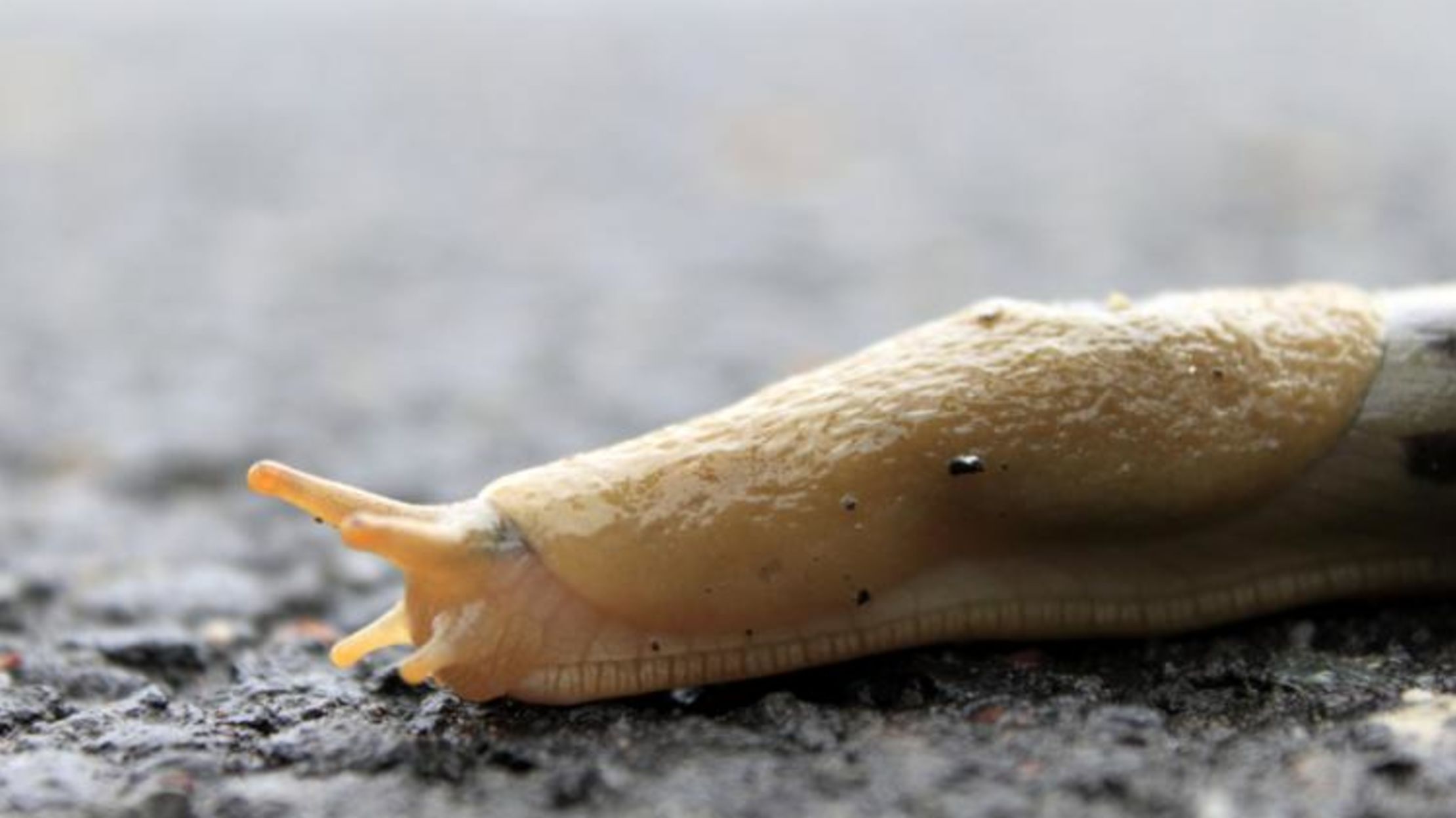 Why Does Salt Kill Slugs Mental Floss