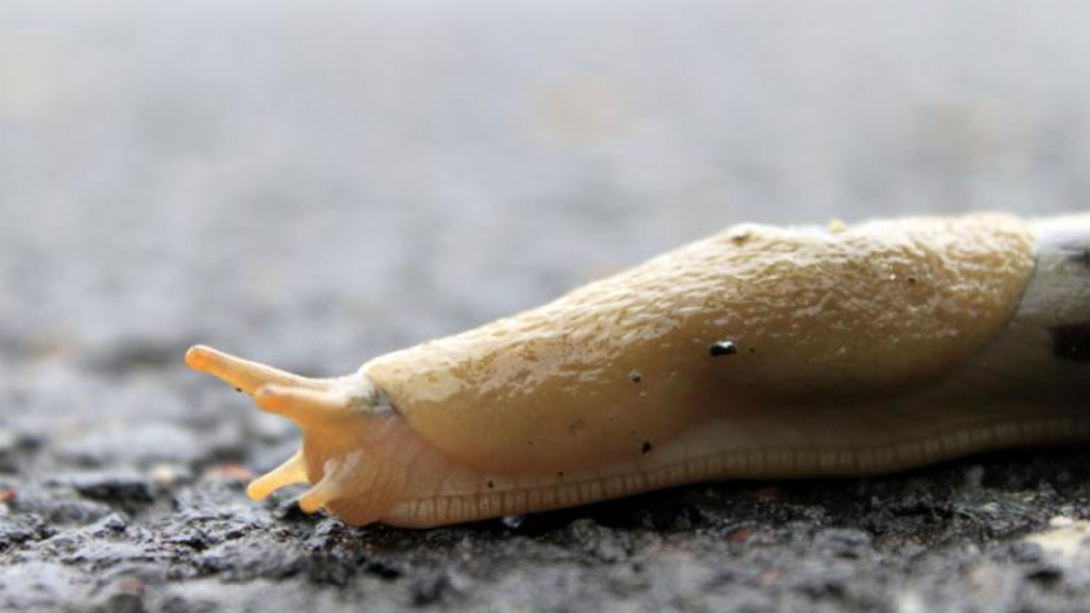 Image result for why do worms and slugs die from table salt?