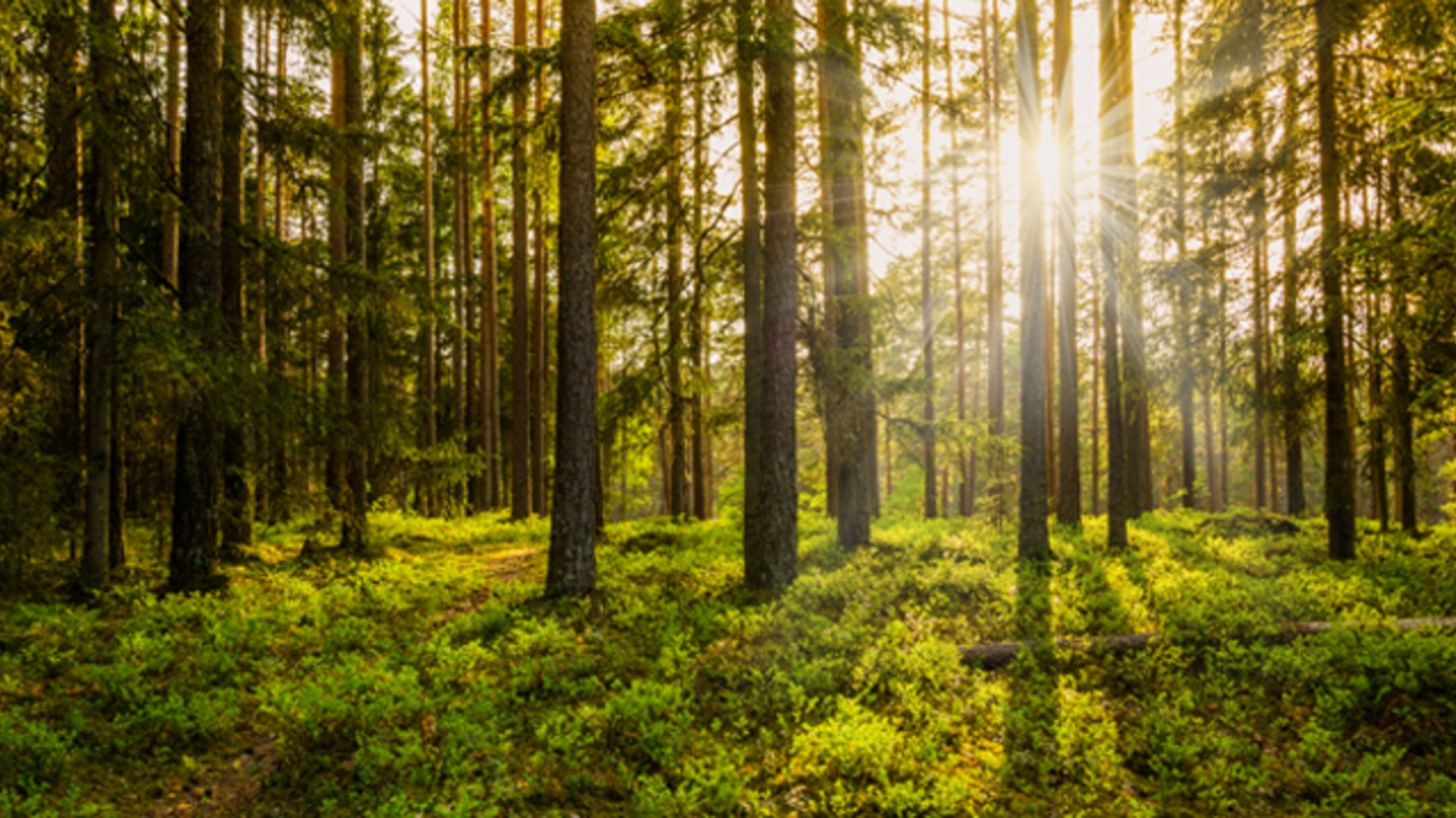 Barely Any Land on Earth Is Untouched by Humans Mental Floss