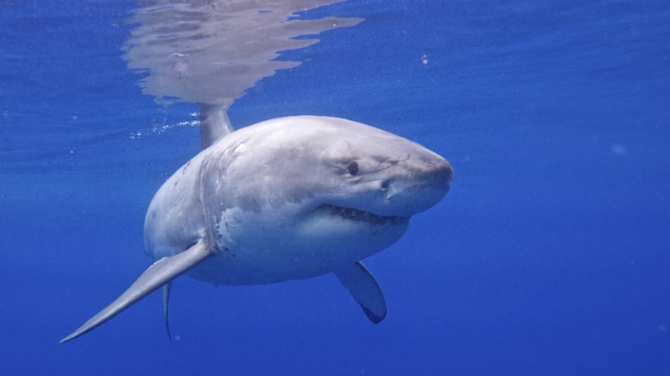 Great White Sharks May Travel to Long Island to Mate | Mental Floss