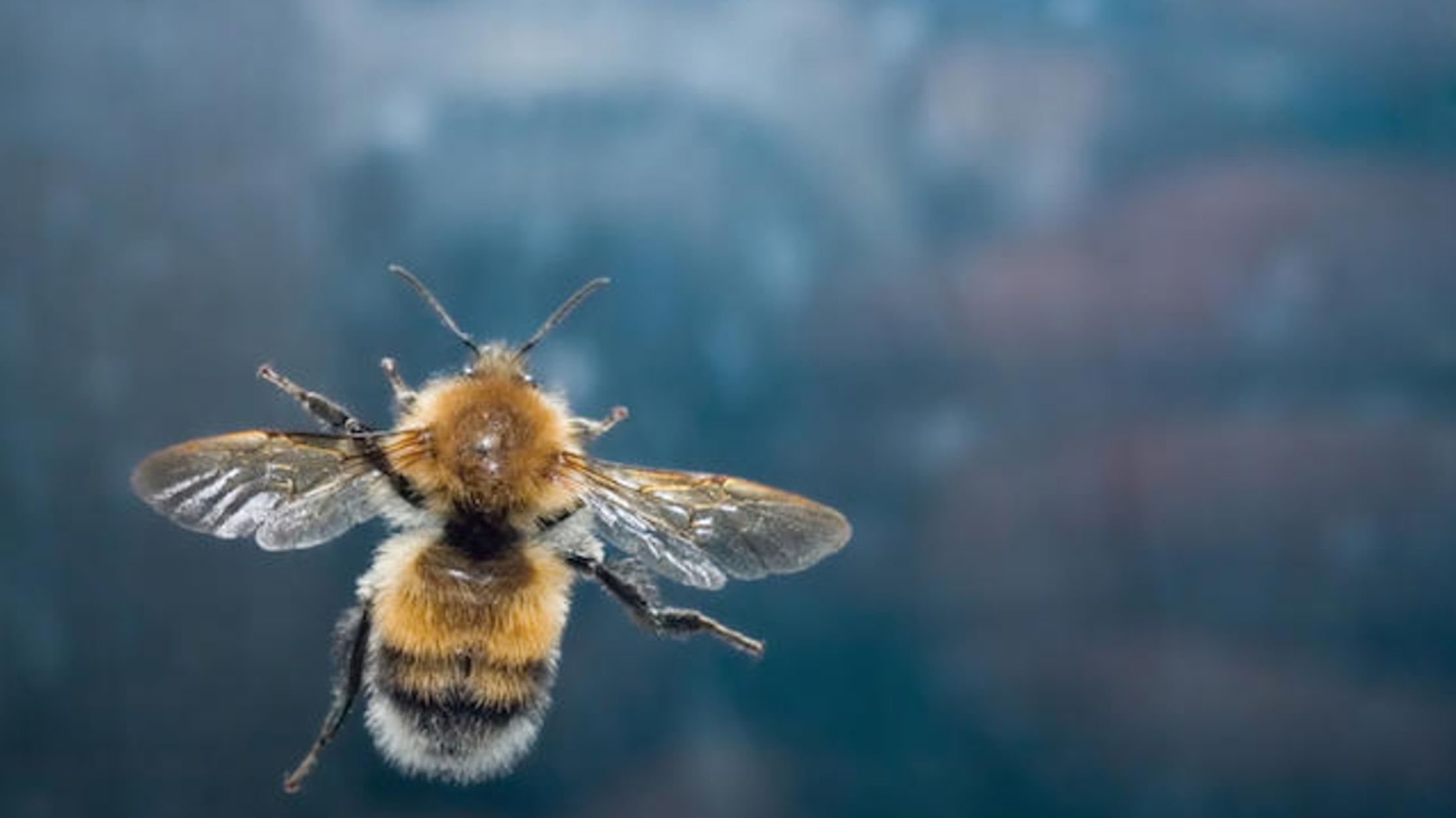 A Swarm Of Bees Showed Up To Mourn Muhammad Ali Mental Floss