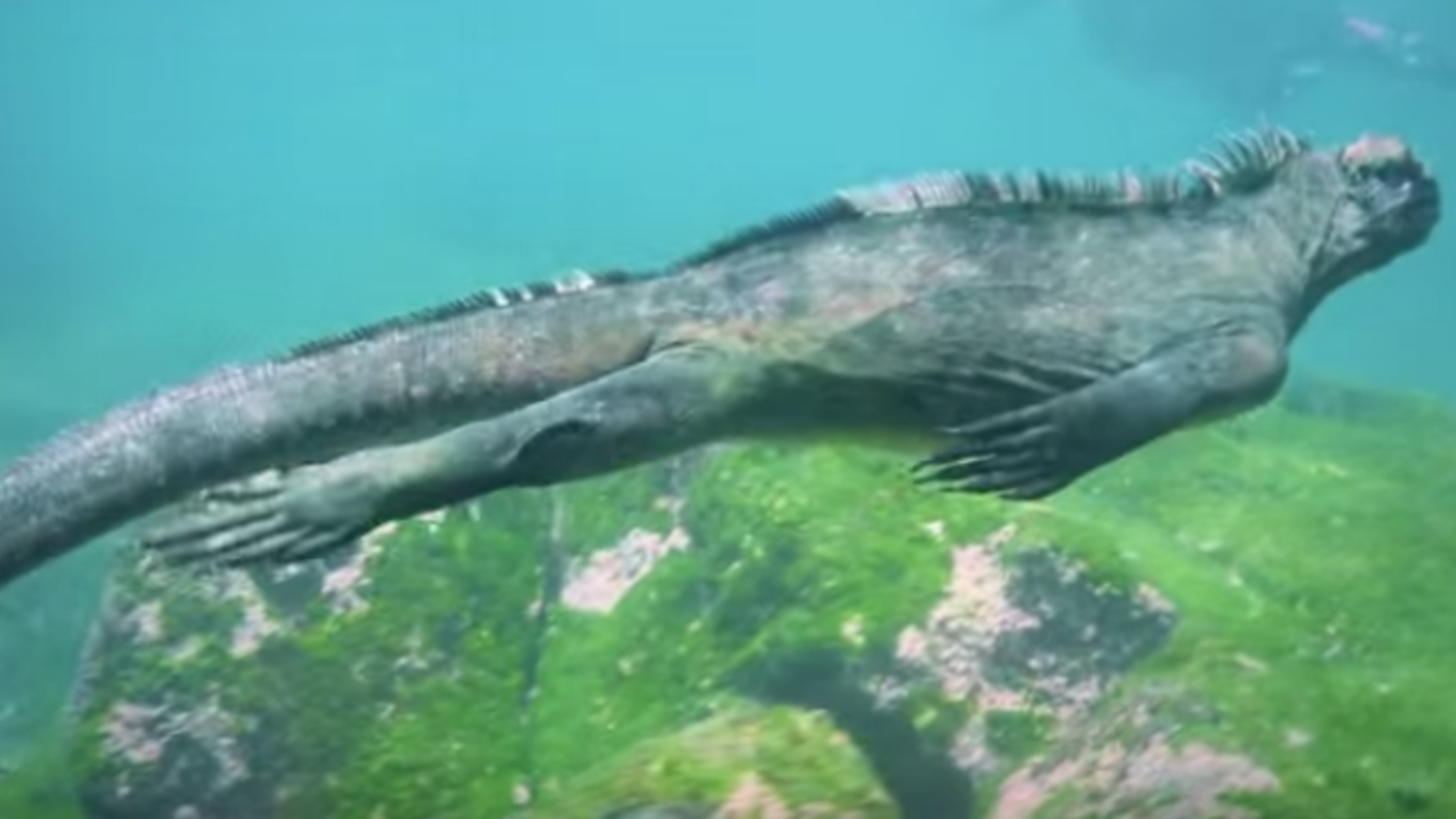 Watch A Surprisingly Graceful Marine Lizard Glide Underwater Mental Floss will-lizards-eat-cat-food-birdful