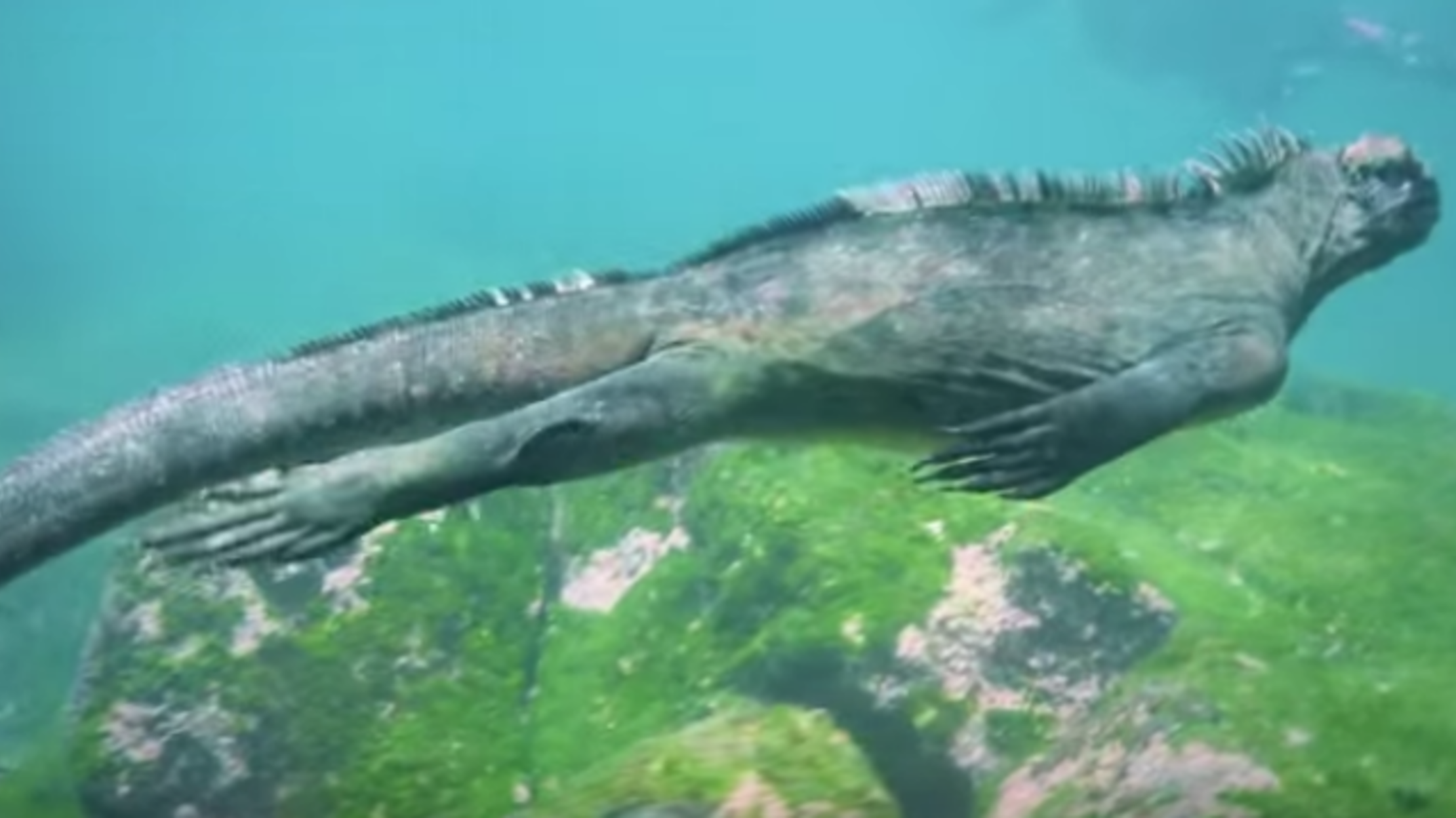 Watch a Surprisingly Graceful Marine Lizard Glide Underwater Mental Floss