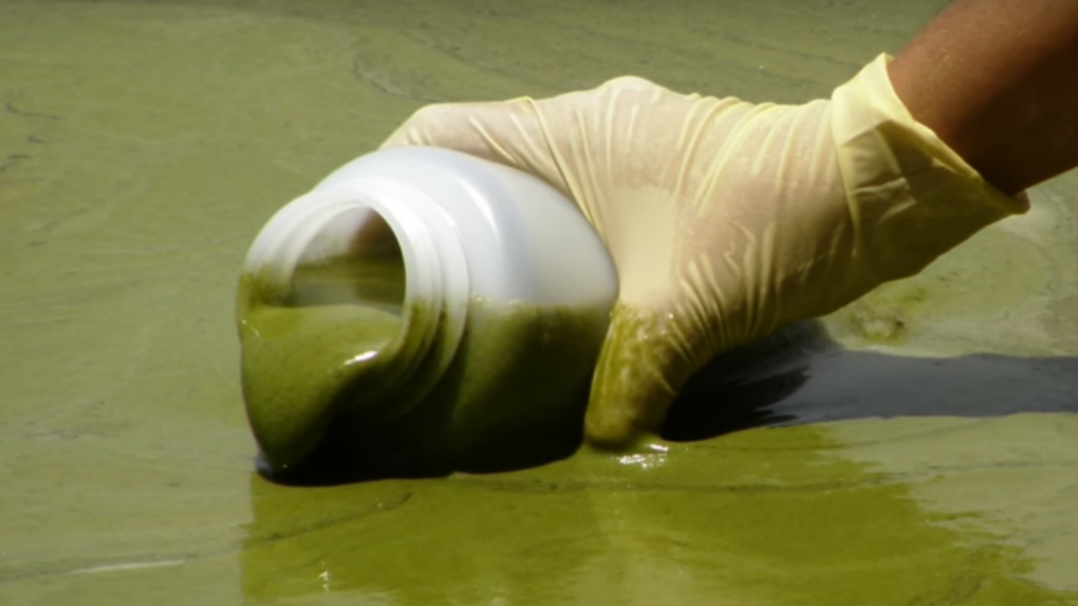The Chemistry of Killer Algae Mental Floss