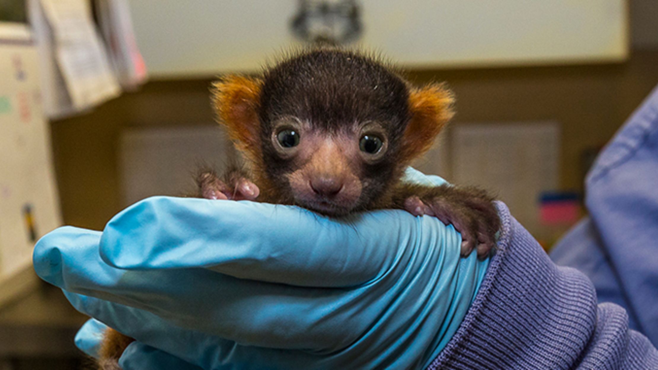 The San Diego Zoo Just Welcomed a Rare Lemur Baby | Mental Floss