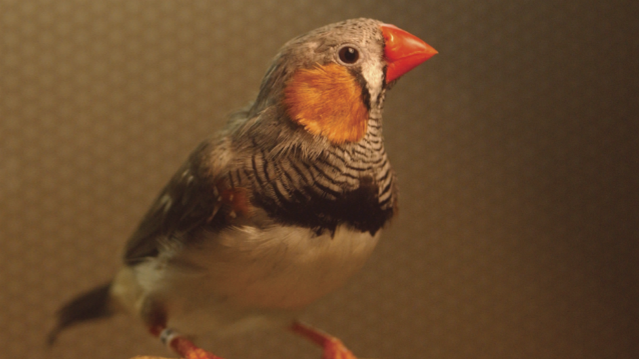 Birds Use ‘Baby Talk’ to Teach Songs to Their Young Mental Floss