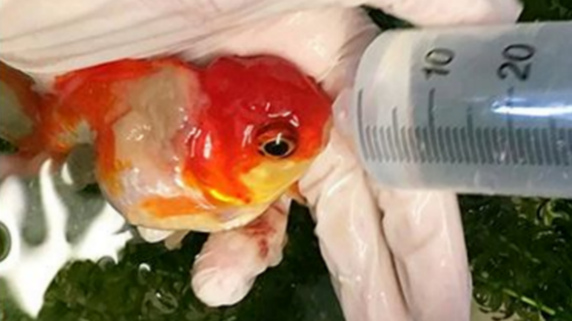British Goldfish Saved After Surgery to Remove Goldfish-Size Tumor ...