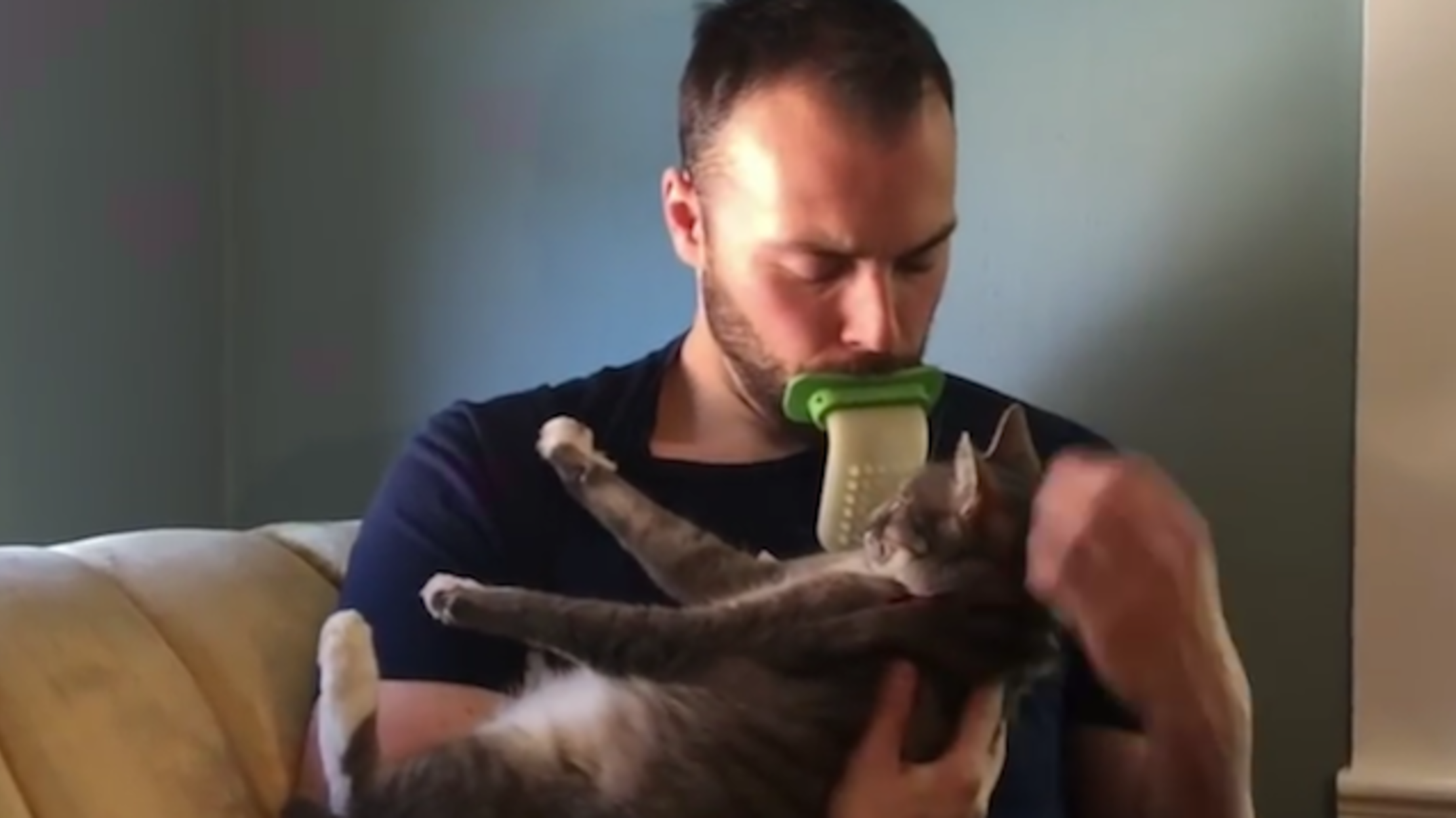 Always Wanted to Lick Your Cat? Now You Can Mental Floss