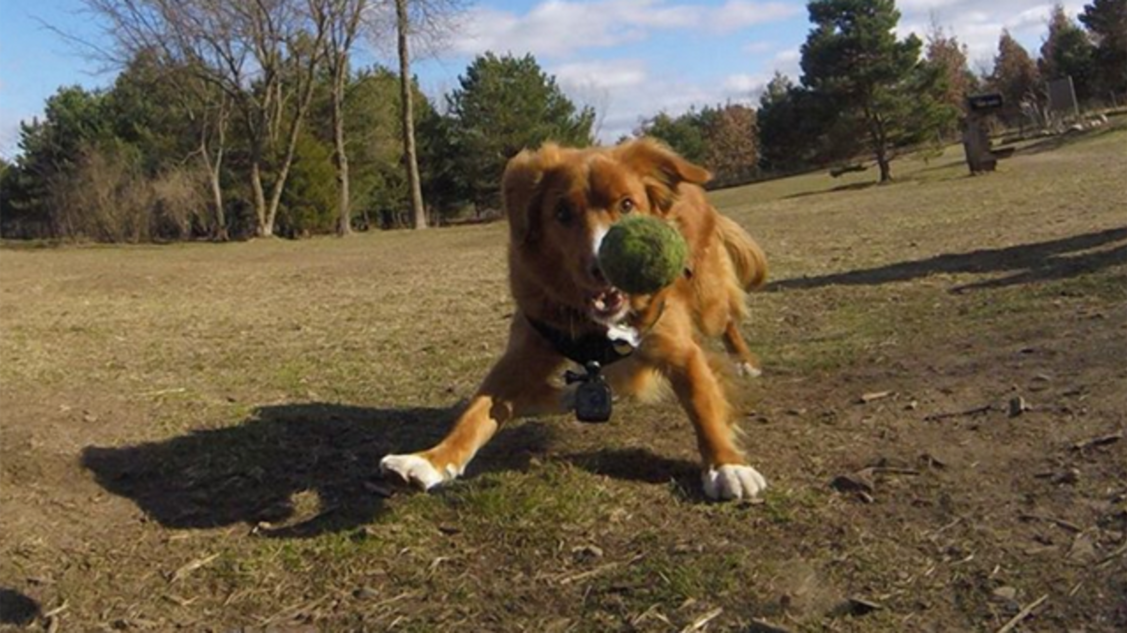Dog Snaps Amazing Photographs of Her Friends at Play Mental Floss