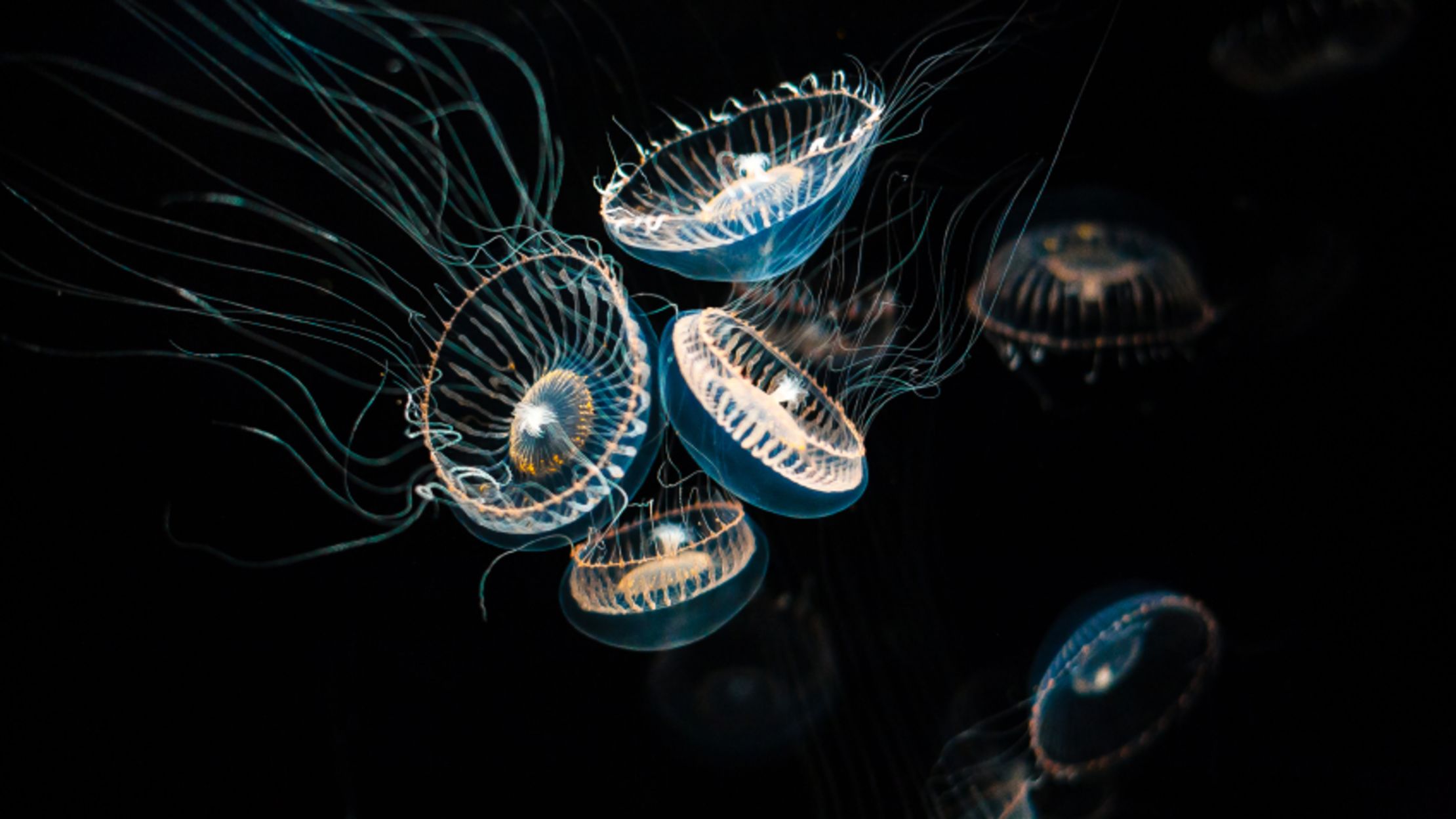 7 Ways Bioluminescence Has Revolutionized Medical Research Mental Floss