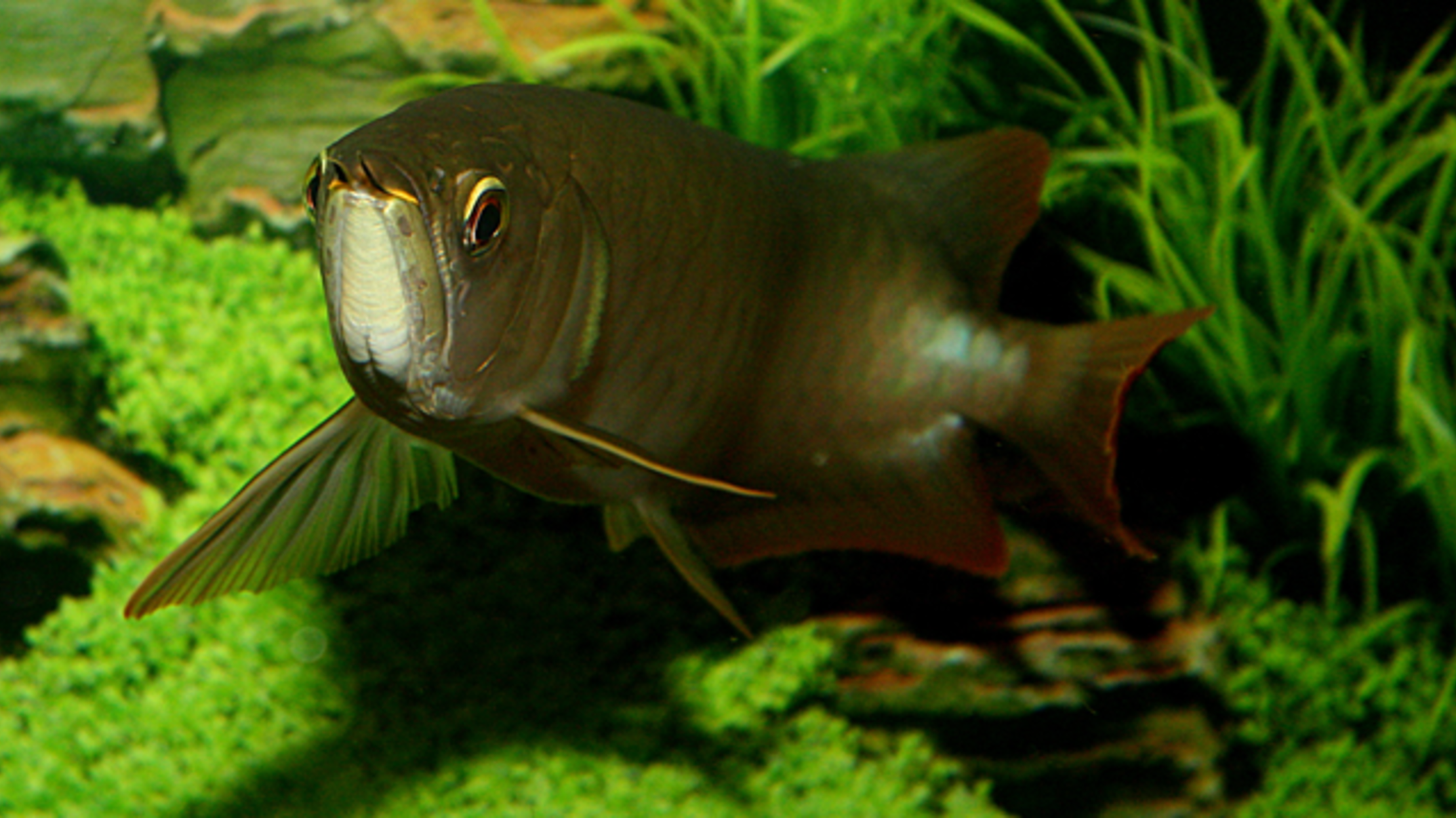 The Rare Asian Arowana Fish  Can Cost Up to 150 000 