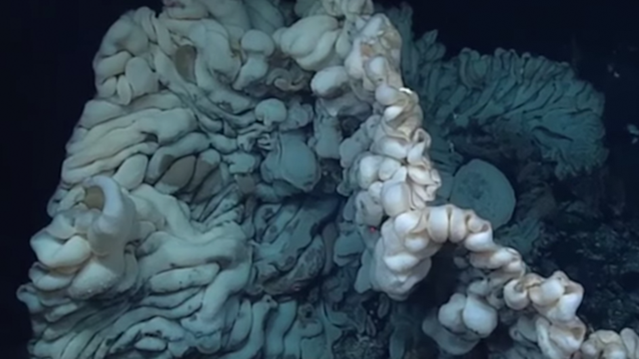 Enormous Sea Sponge May Be the Oldest Animal on Earth Mental Floss