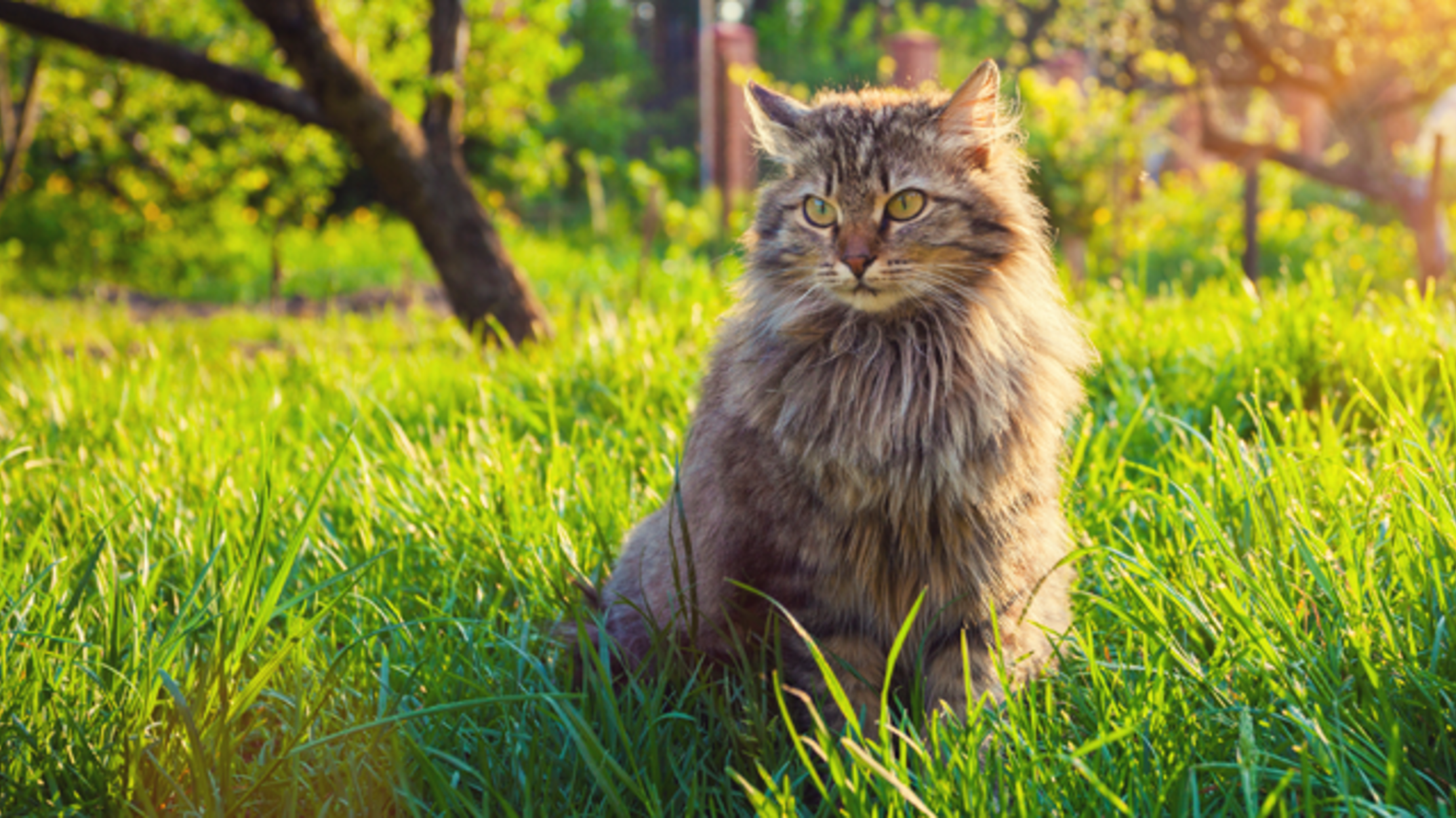 Citizen Scientists Used GPS Trackers to Map Cats' Outdoor Adventures ...