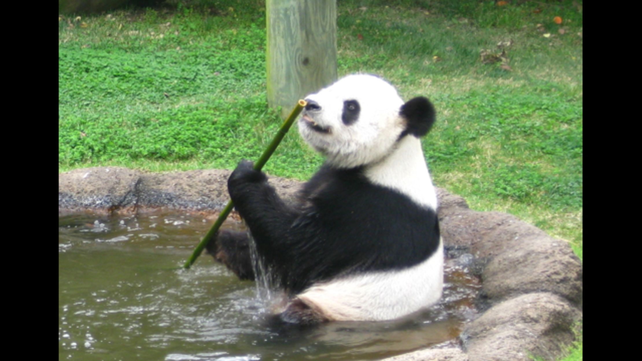 panda pau06 on a beaglebone