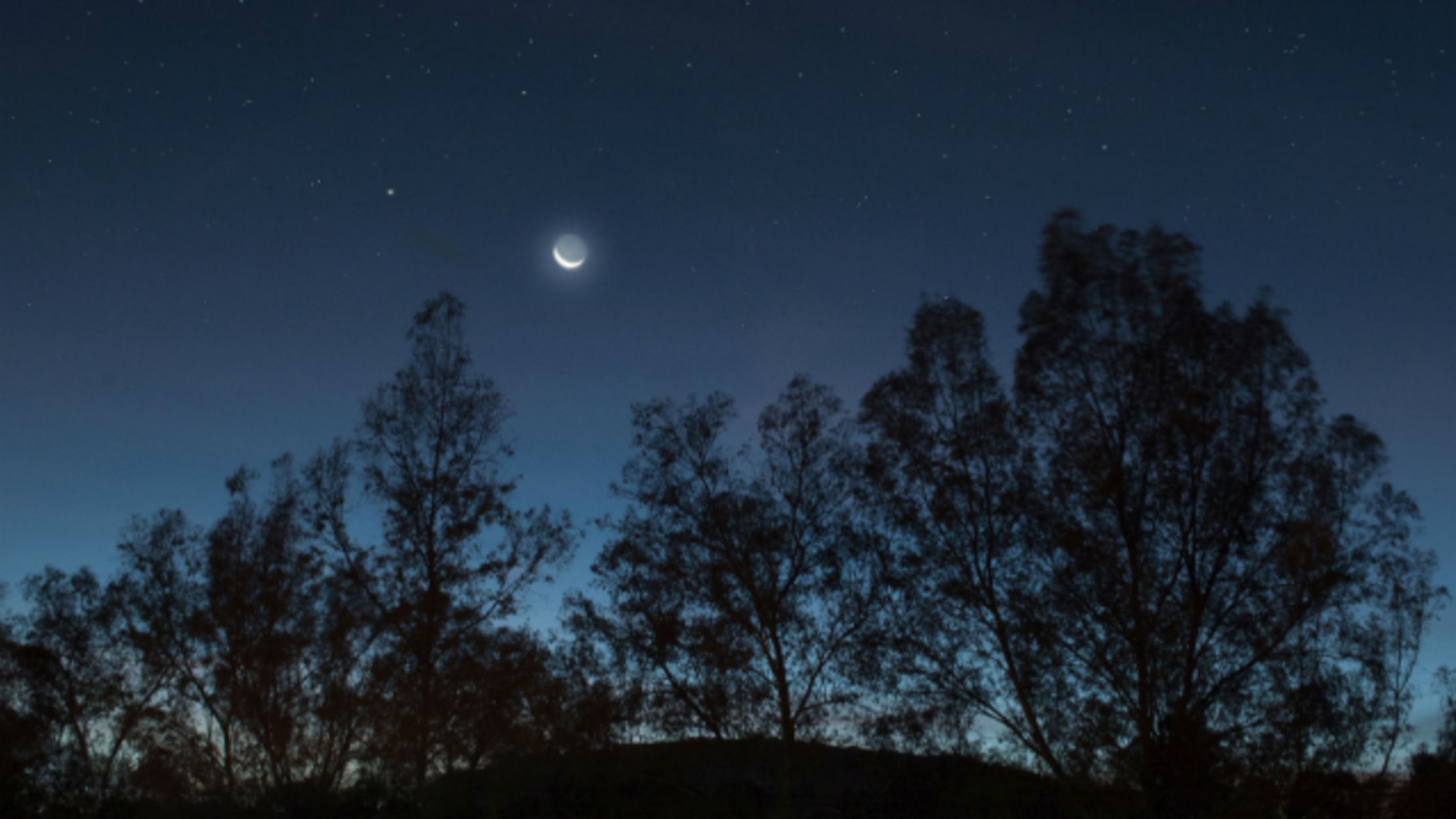 Trees 'Sleep' at Night Too, Study Finds Mental Floss