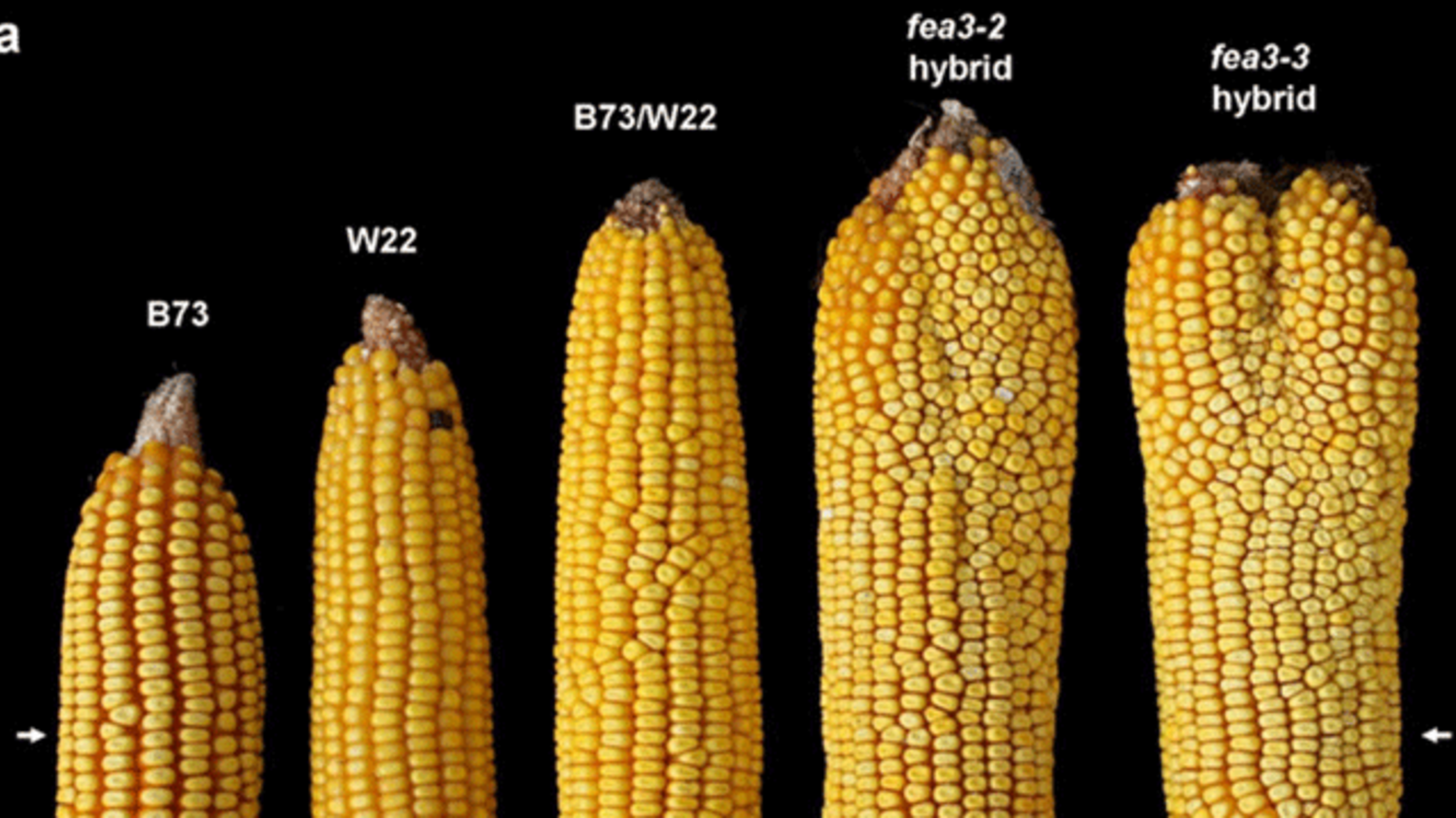 Corn: Unveiling The Anatomy Of A Plant From Kernel To Stalk