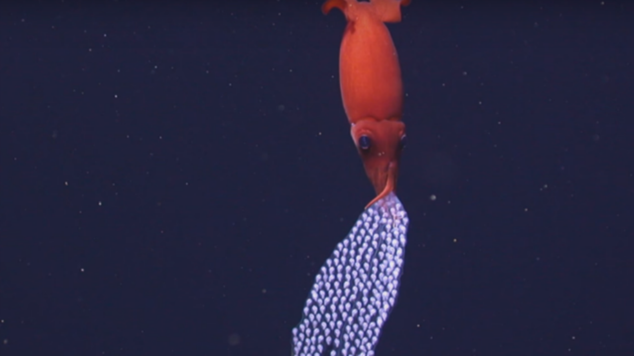 Some Deep-Sea Squid Moms Hold Their Eggs in Their Arms | Mental Floss