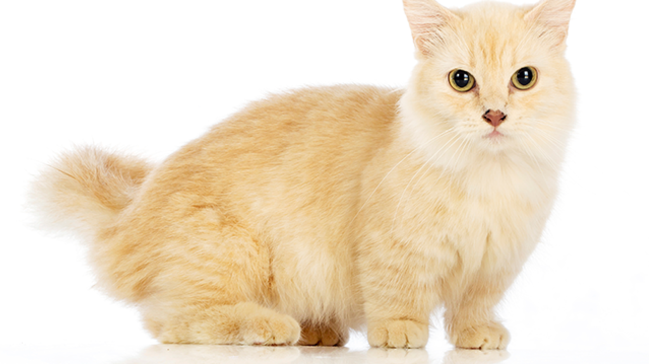 orange tabby munchkin cat