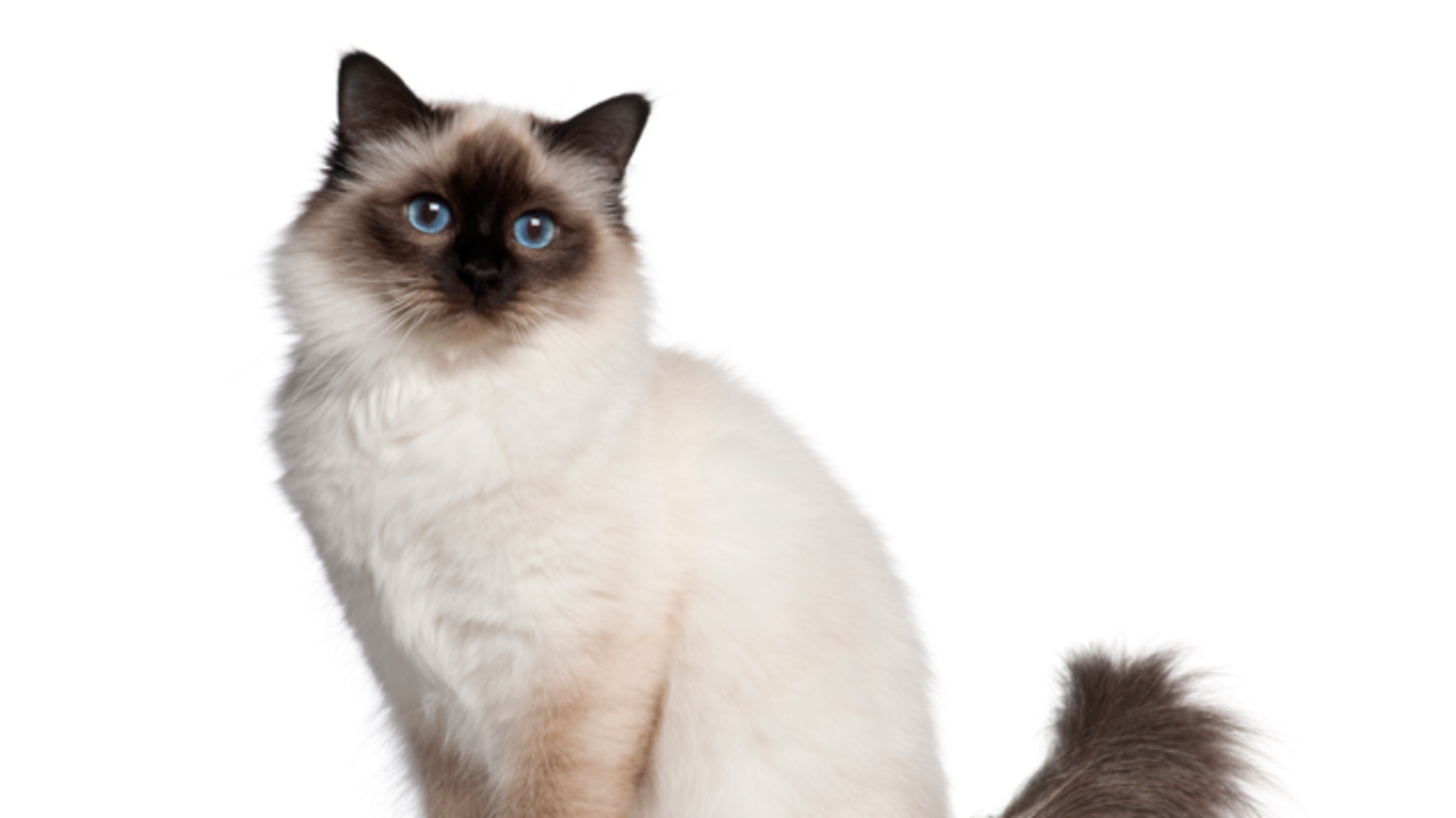 7 Silky Facts About Birman  Cats  Mental Floss
