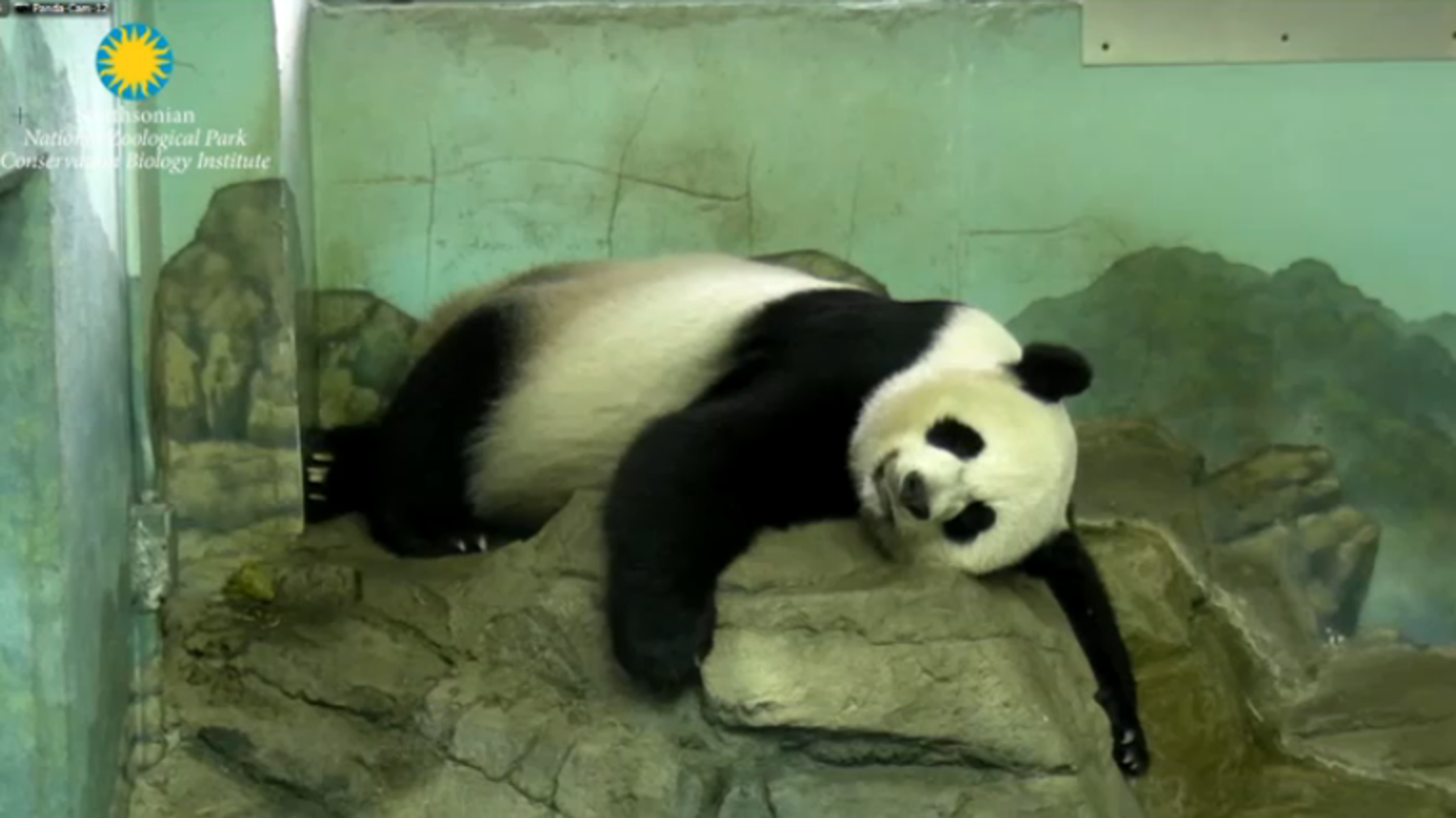 10 Animal cams You Can Watch Right Now Mental Floss