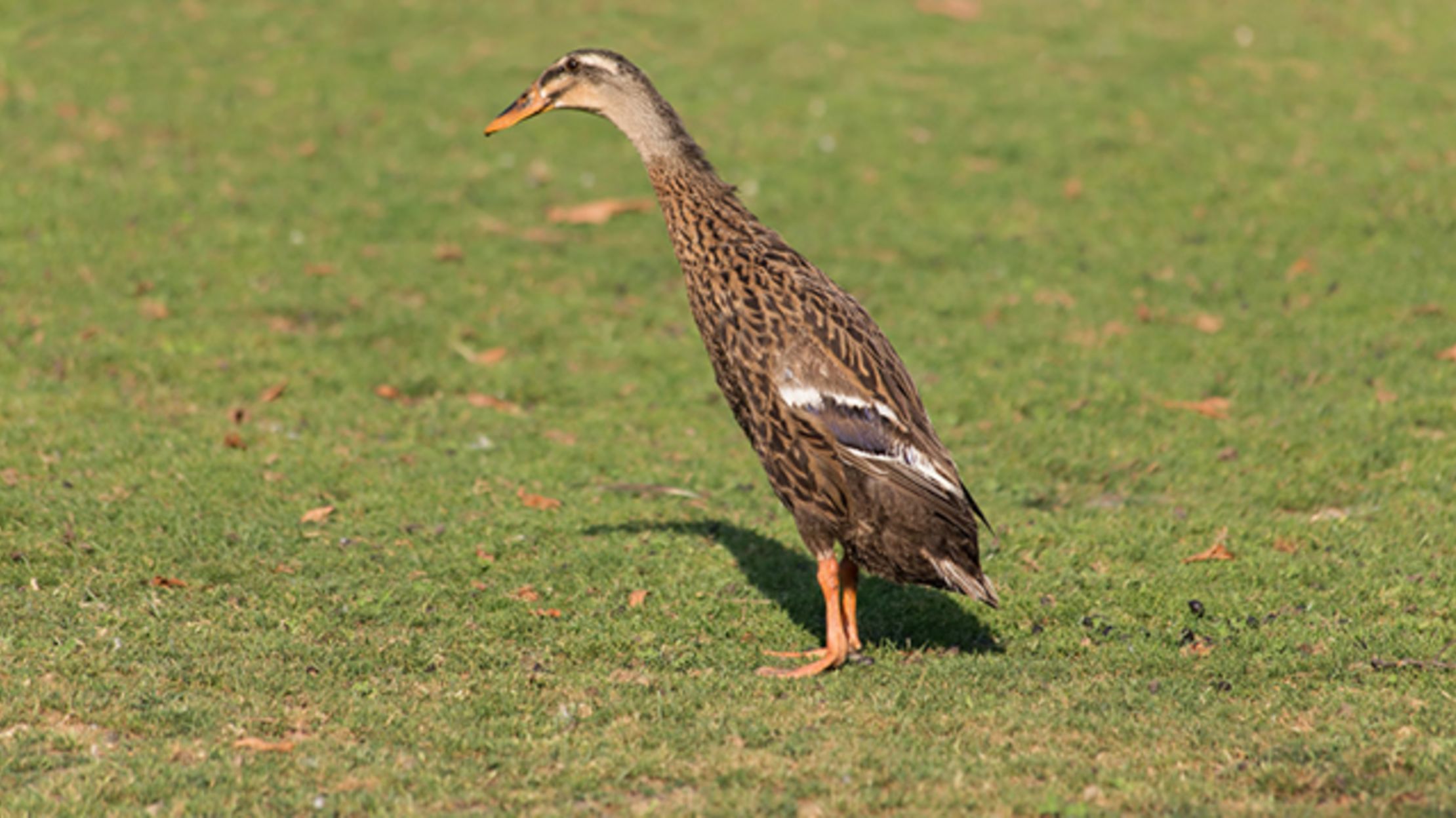The Best Way to Protect a Vineyard From Pests Running Ducks Mental Floss