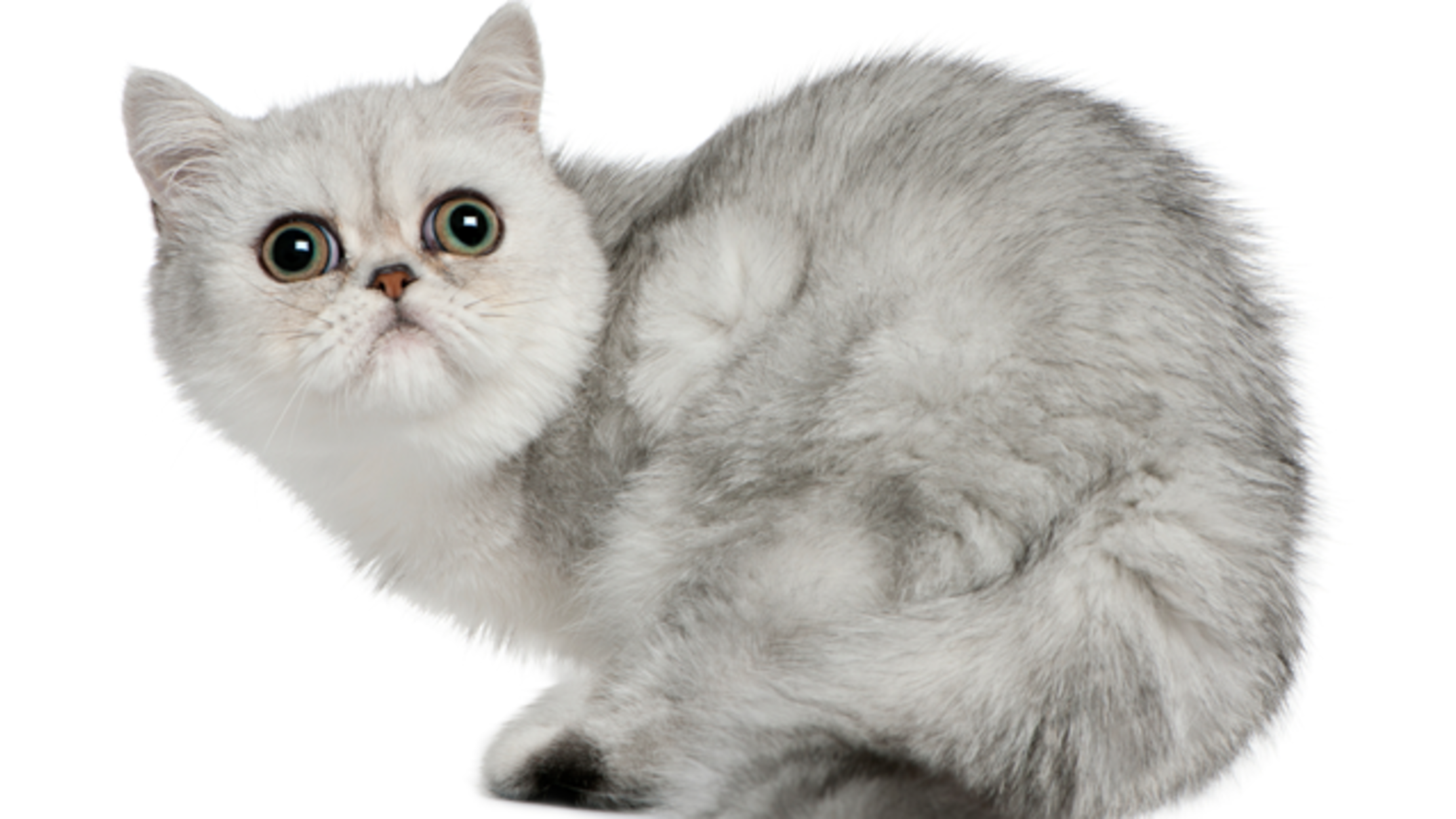 small cat breeds with short hair