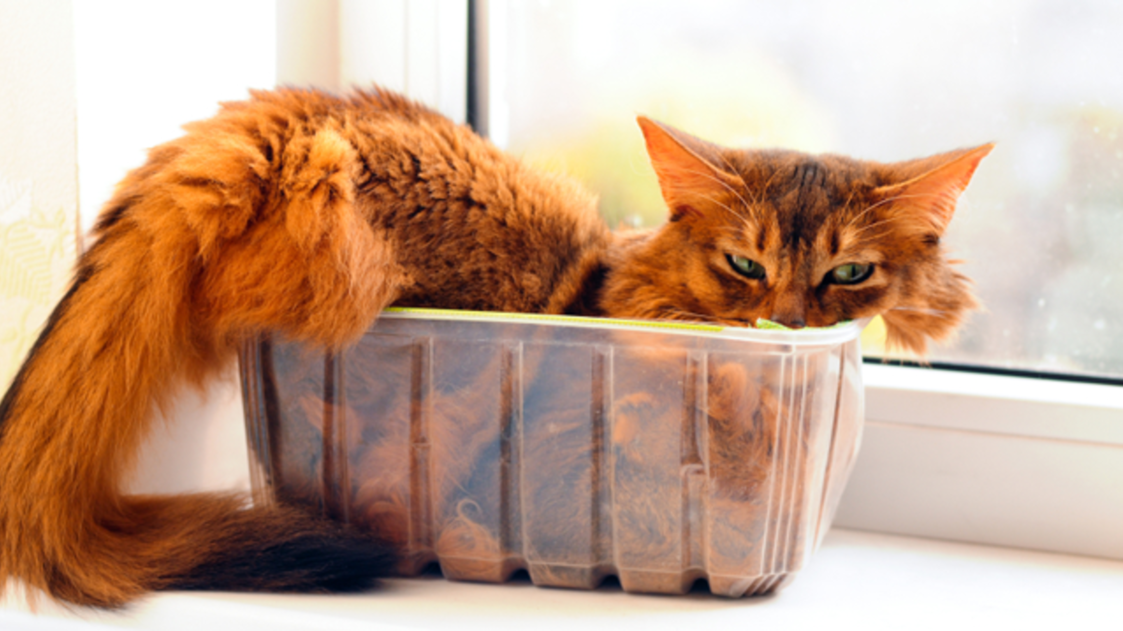 discover-the-science-behind-your-cat-s-weird-ways-mental-floss