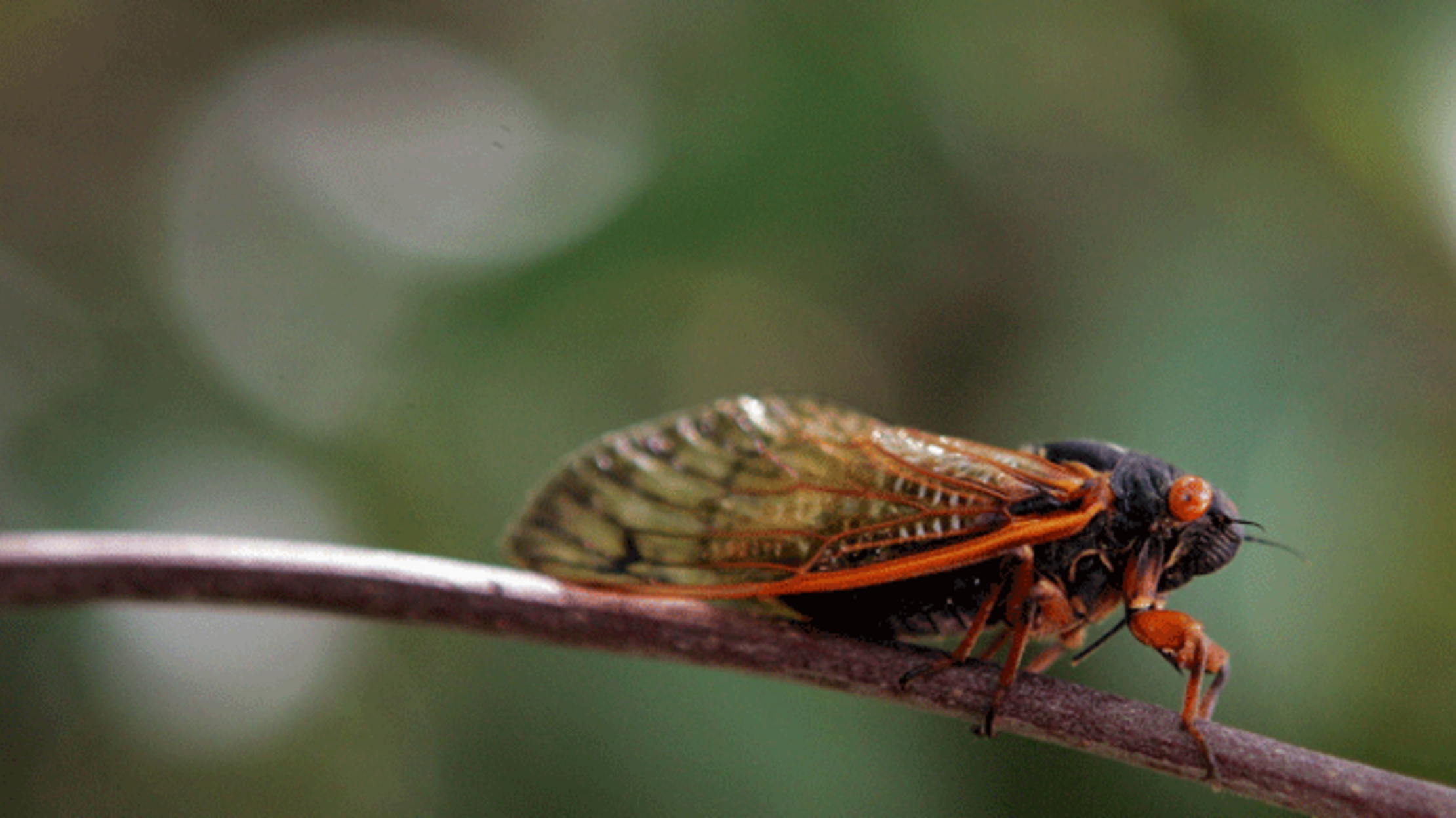 17 Noisy Facts About 17 Year Cicadas Mental Floss