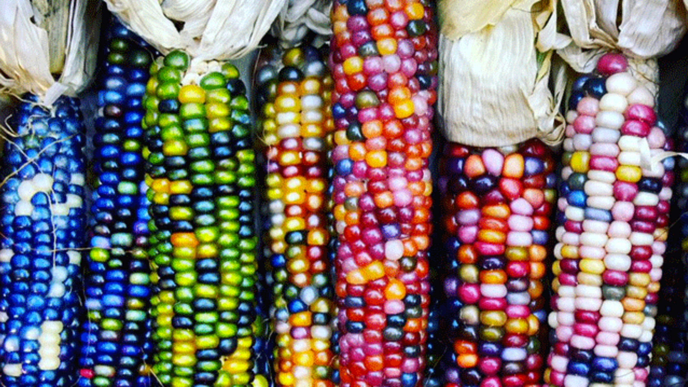 This Stunning Glass Gem Corn Is Bred And Grown From Heritage