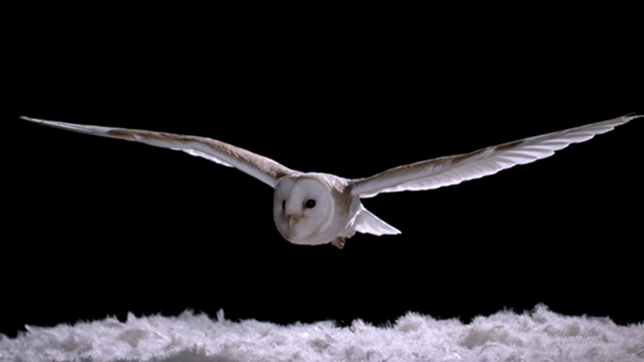 How Do Owls Fly So Silently? Mental Floss