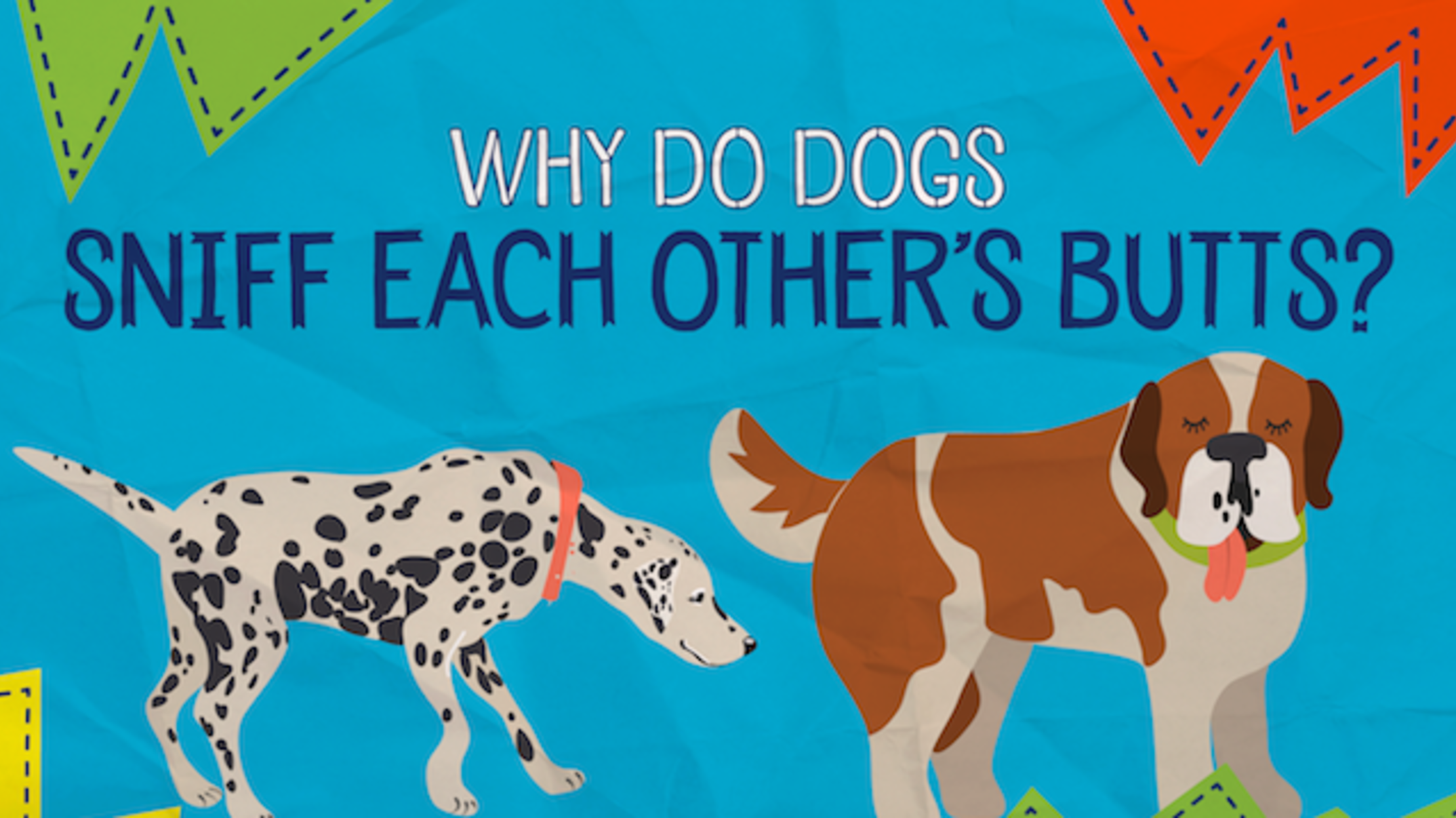 how far can a dog smell a female dog in heat