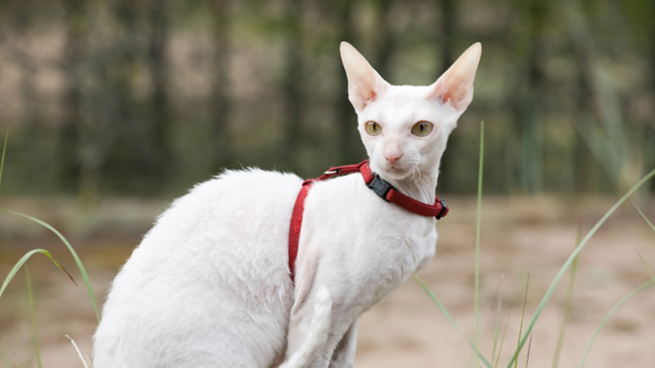 8 krullerige feite oor Cornish Rex -katte | Geestelike vlos
