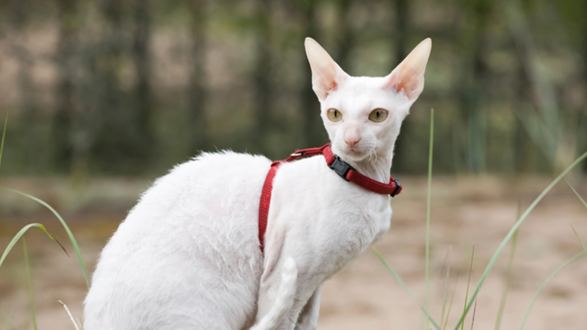 8 datos sobre os gatos de Cornish Rex | Fío Mental