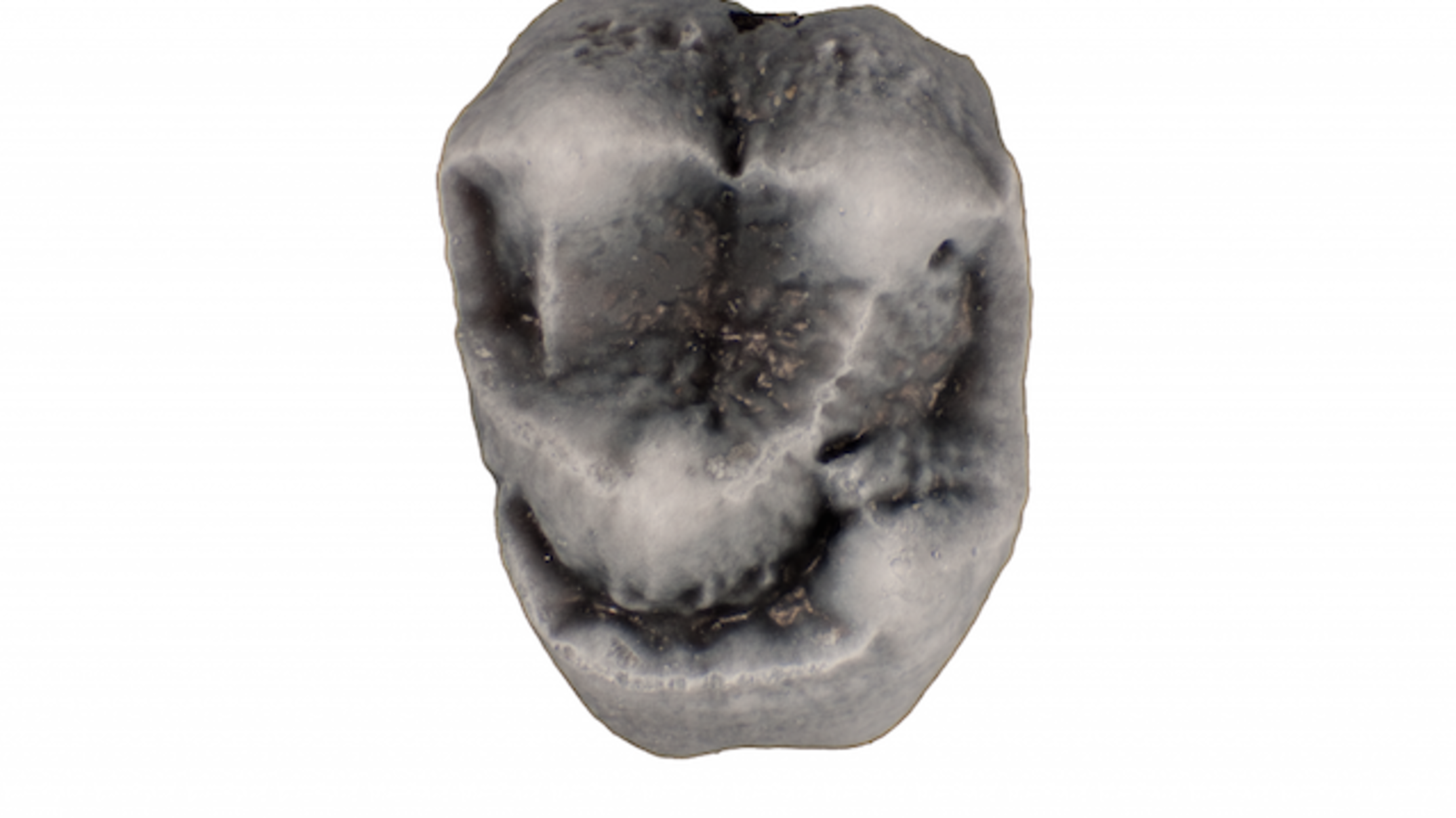 21MillionYear Old Monkey Fossils Are Oldest Ever Found in North