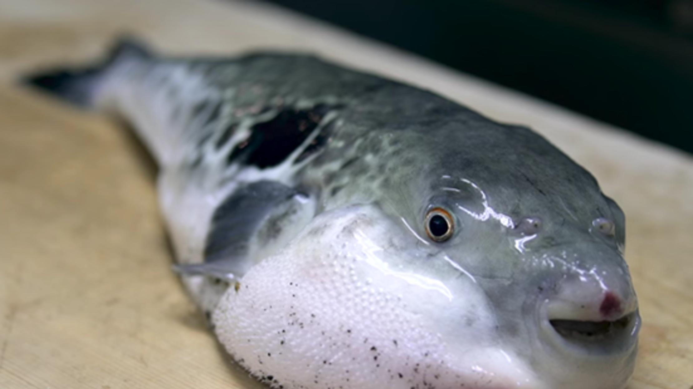 poison fugu fish