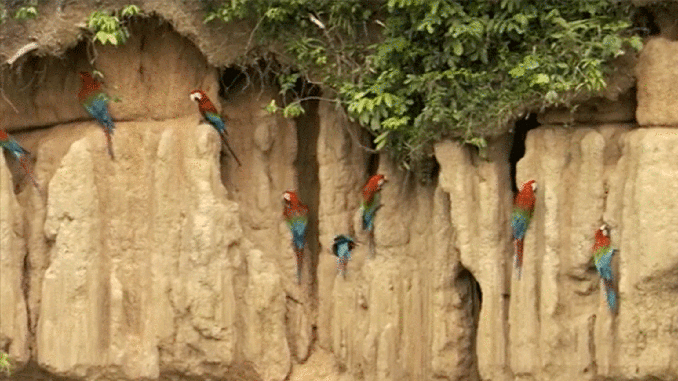 Here’s Why Some Birds Eat Dirt Mental Floss