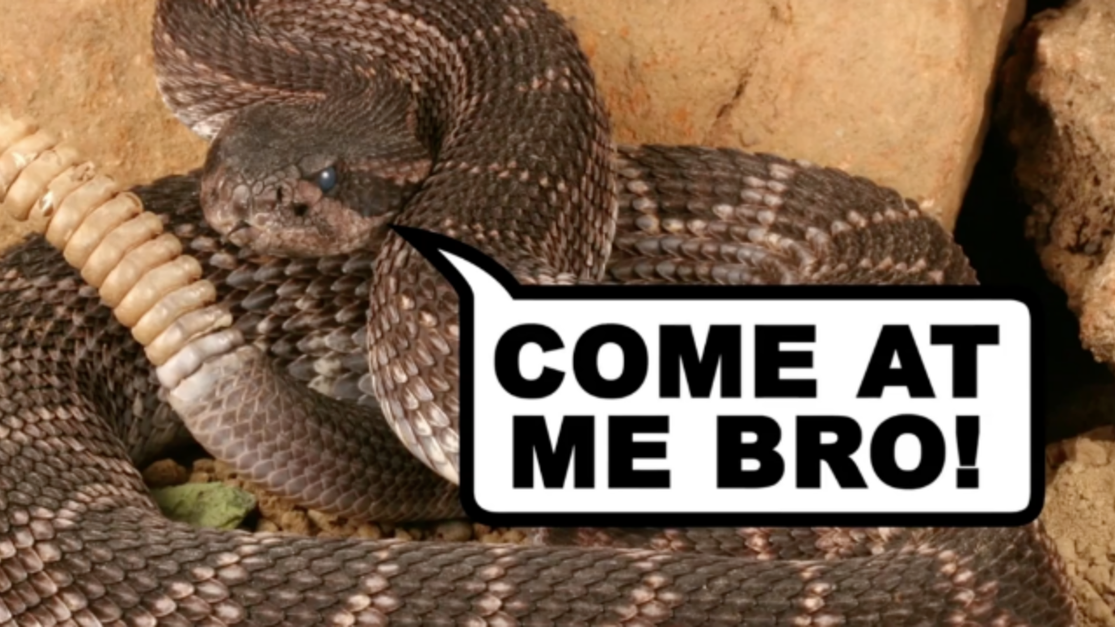 This Video Explains the Chemistry of Snake Venom | Mental Floss