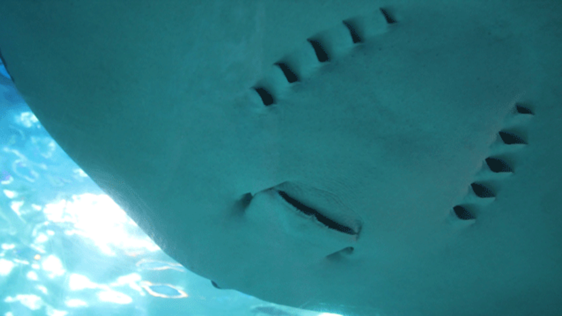 Human Limbs and Fish Gills May Trace Back to the Same Gene Mental Floss