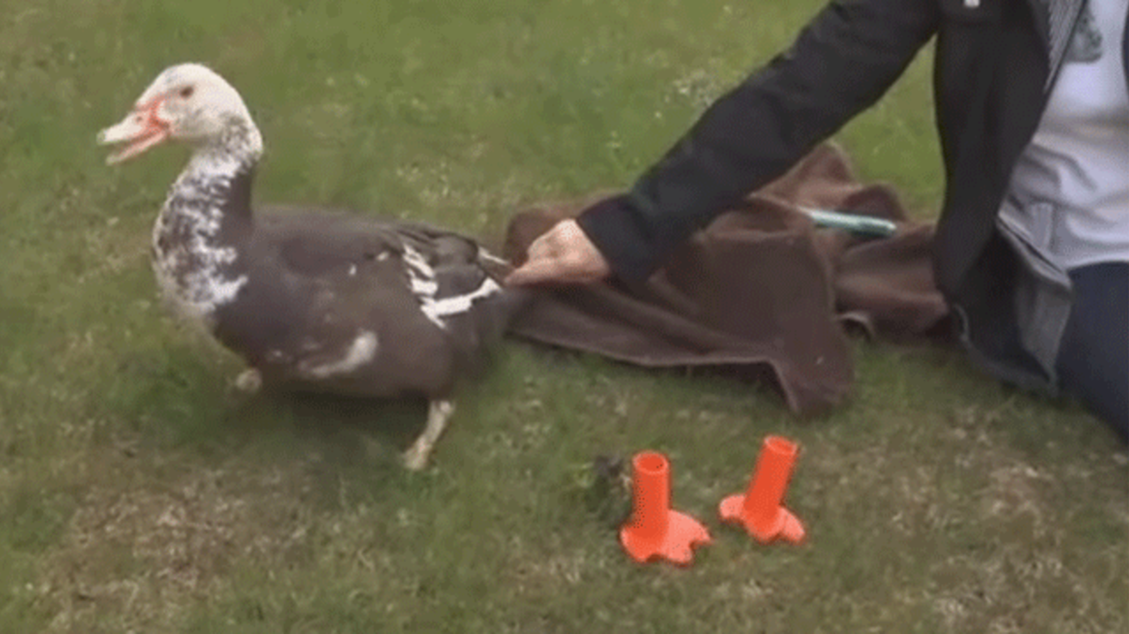 Wisconsin Teacher 3d Prints Prosthetic Feet For An Injured Duck Mental Floss