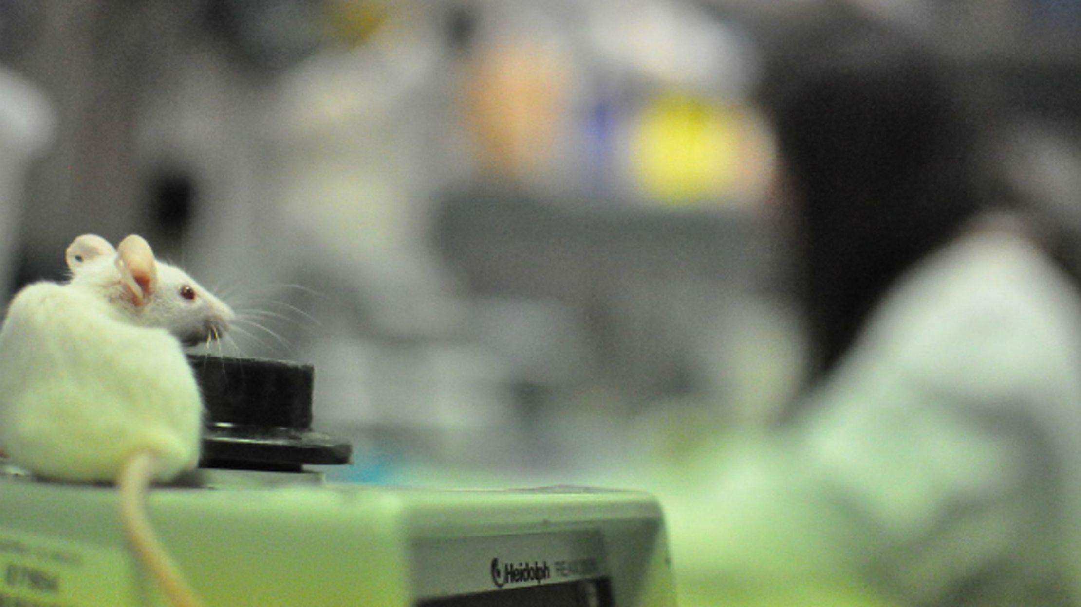 Are Cold Mice Skewing Cancer Study Results? Mental Floss